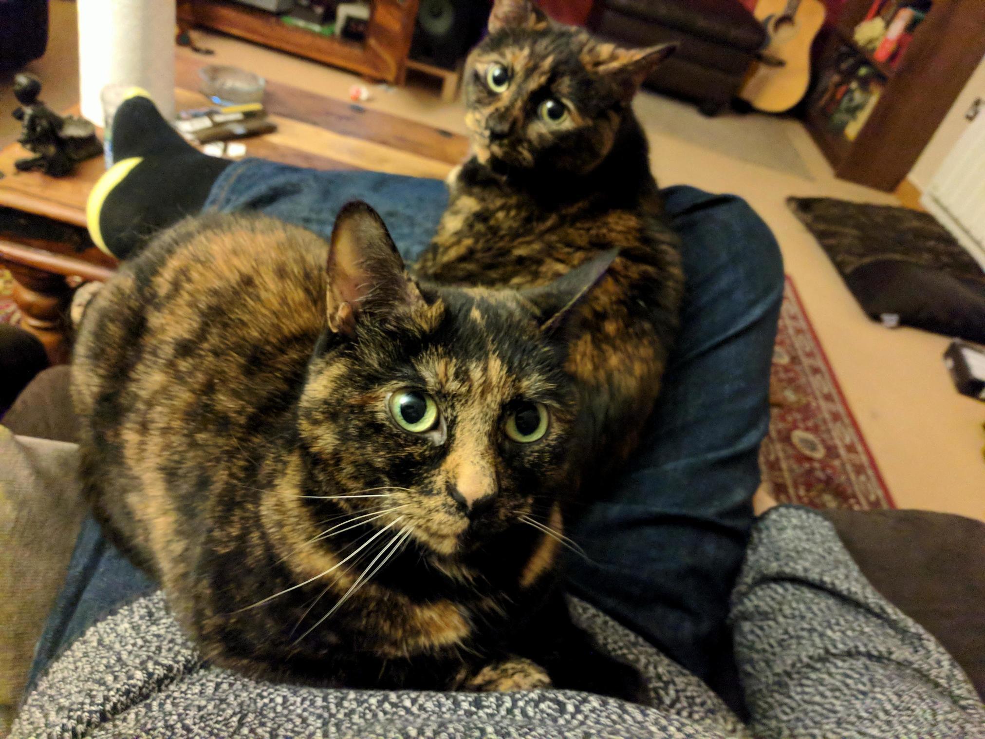 I Like to Pretend They Like Me.