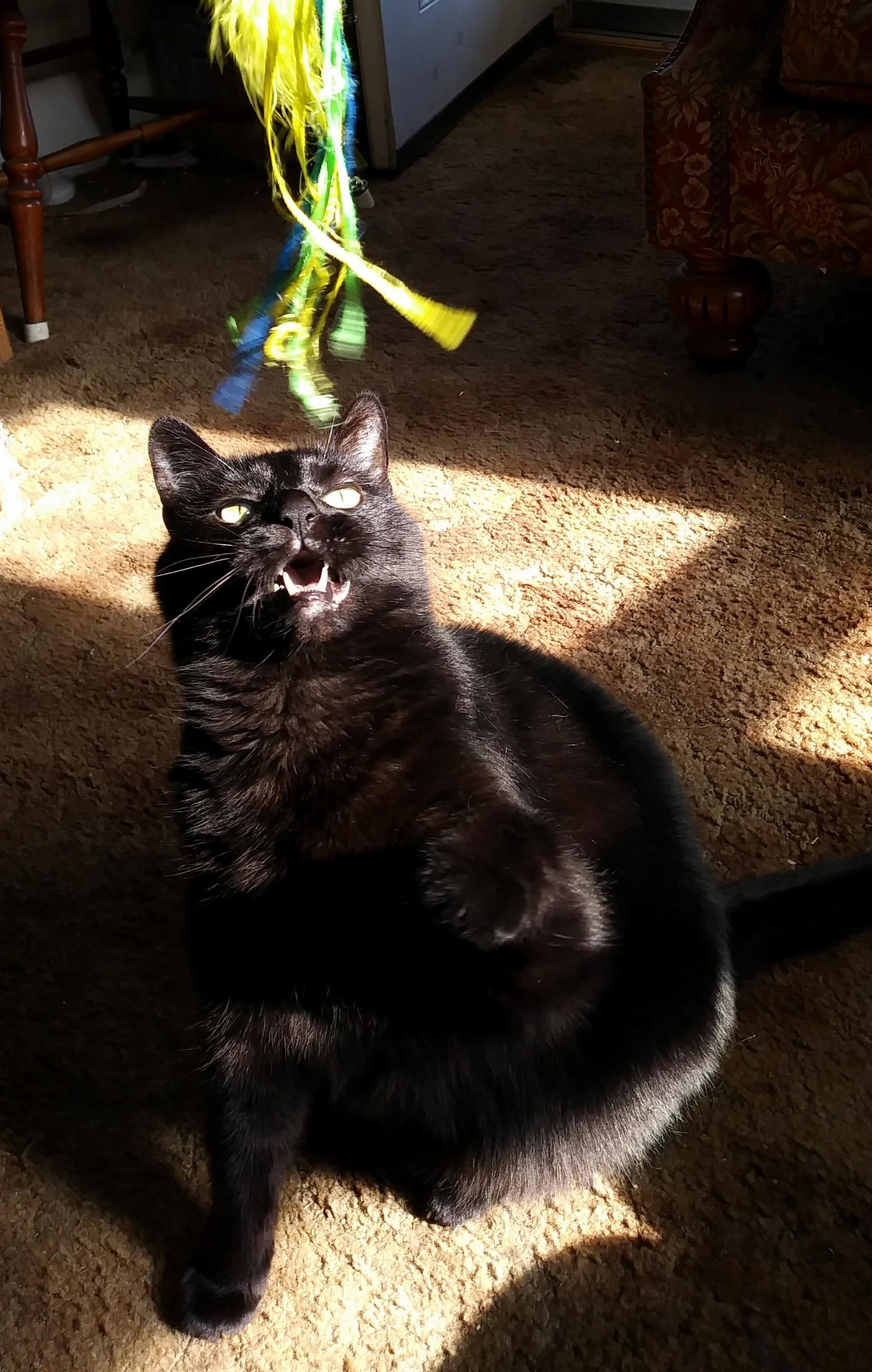 I Love the Way He Holds His Mouth Open While Waiting for the Perfect Opportunity to Catch the String Monster.