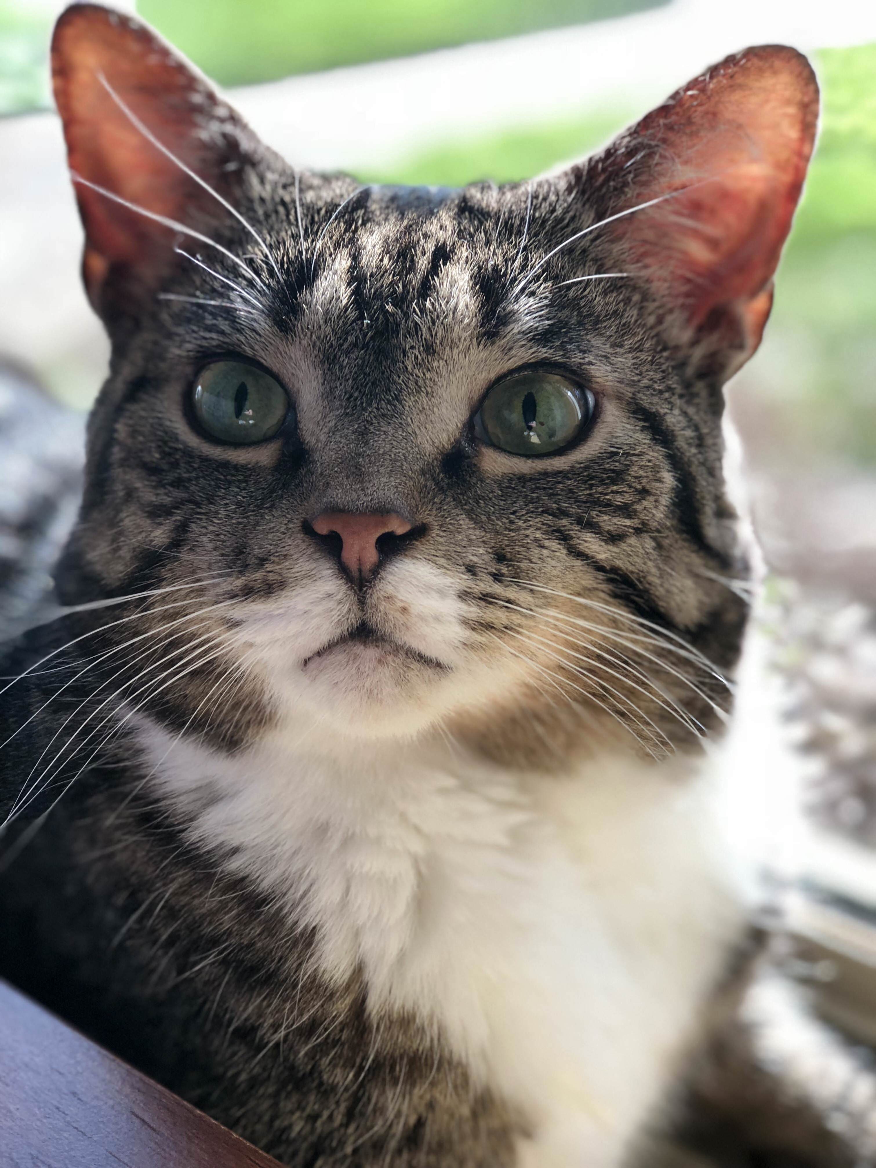 I May Be Biased, but I Think Gus Is a Pretty Handsome Fella