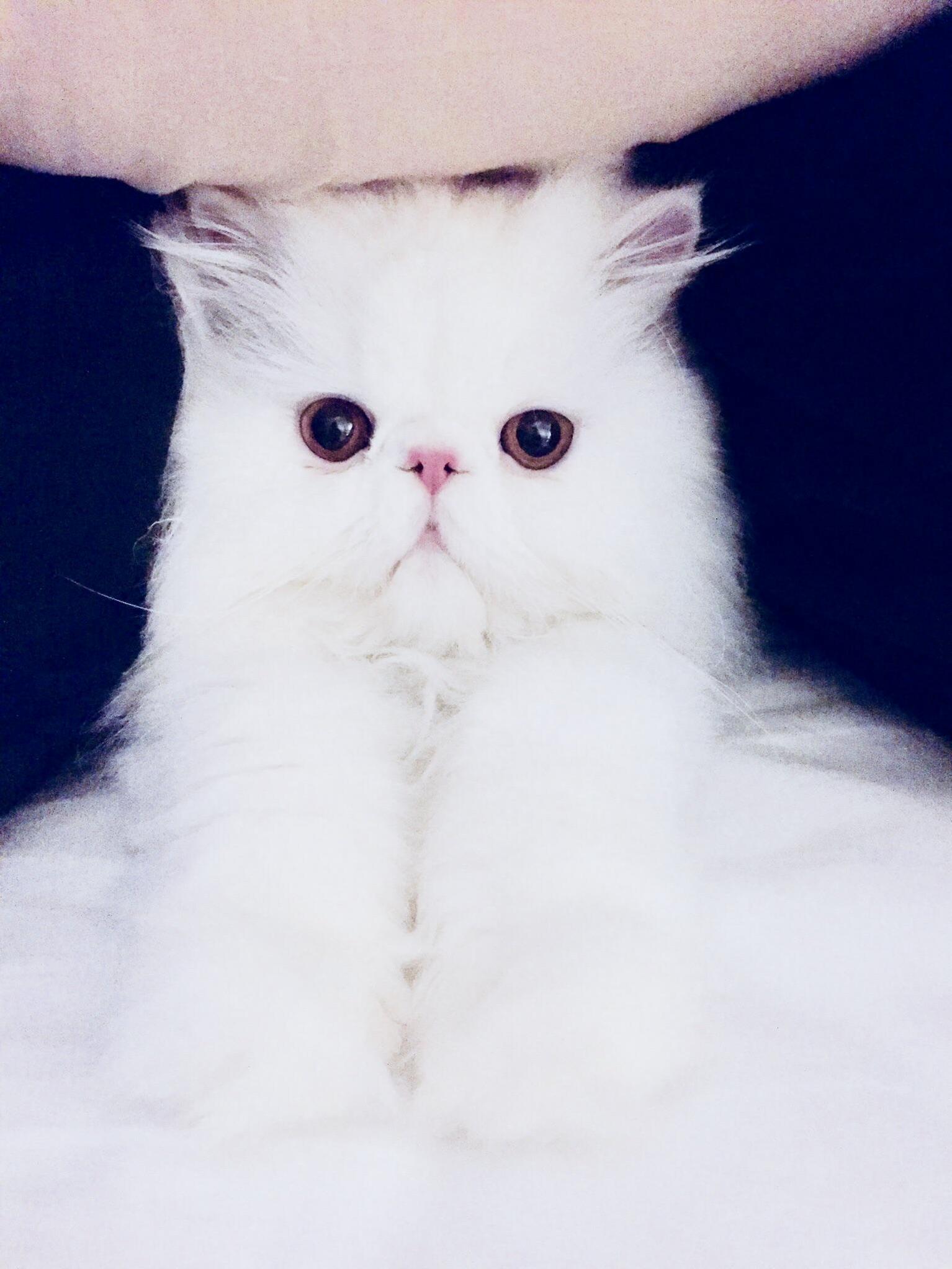 I Often Find Fluff Under the Pillows...