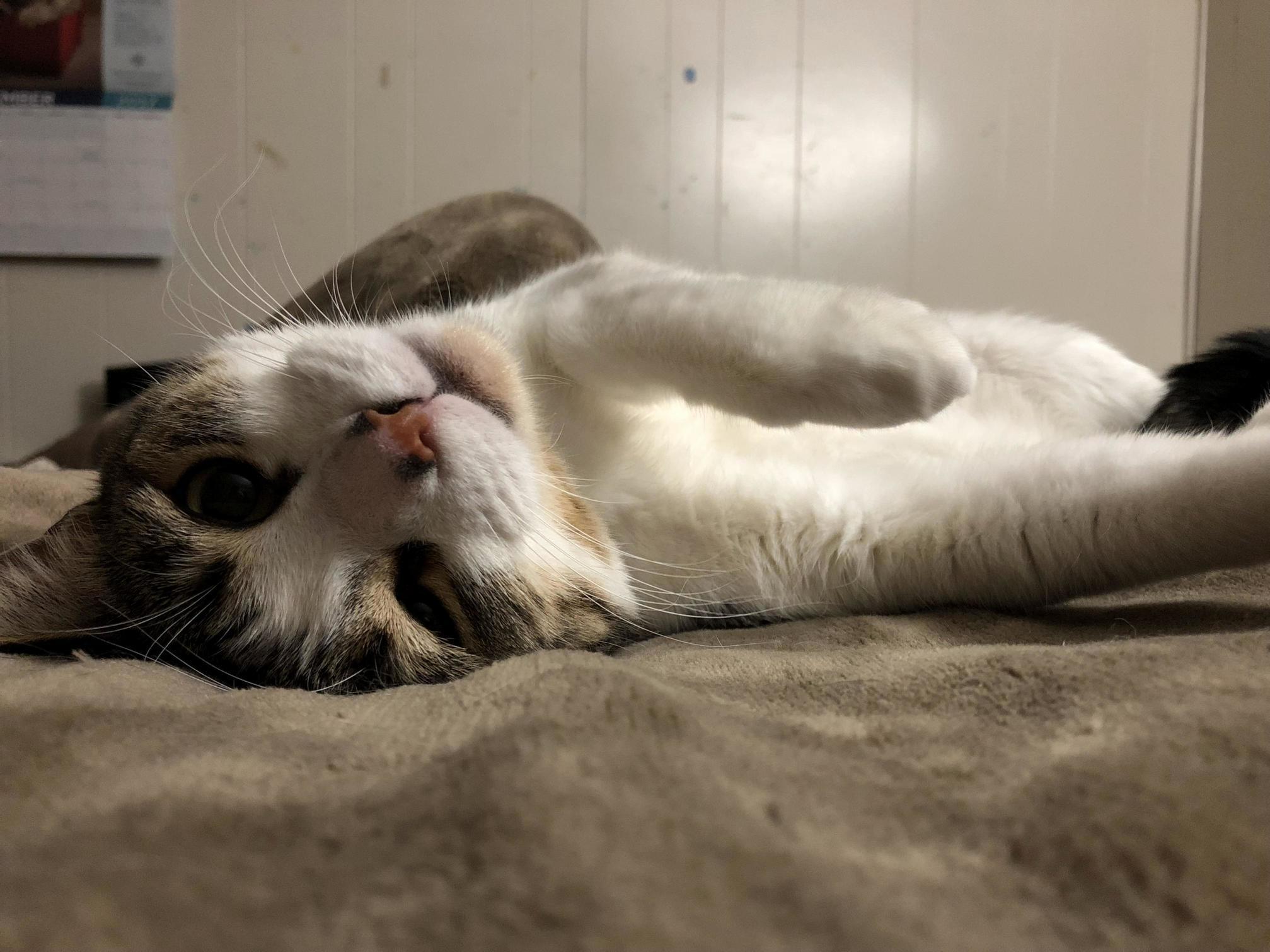 I Present to Reddit, Twidget.