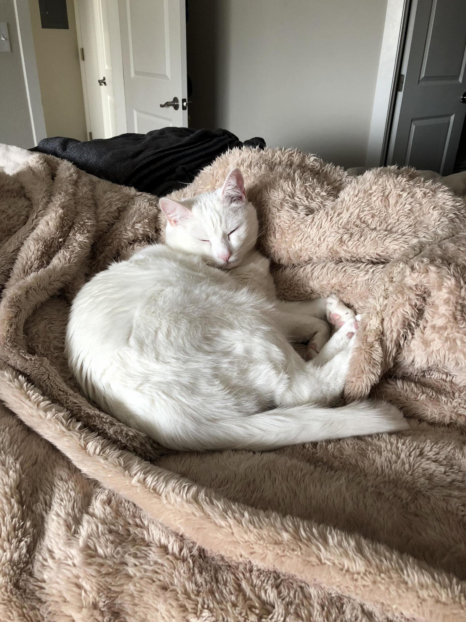 I Remember When This Used to Be My Blanket....