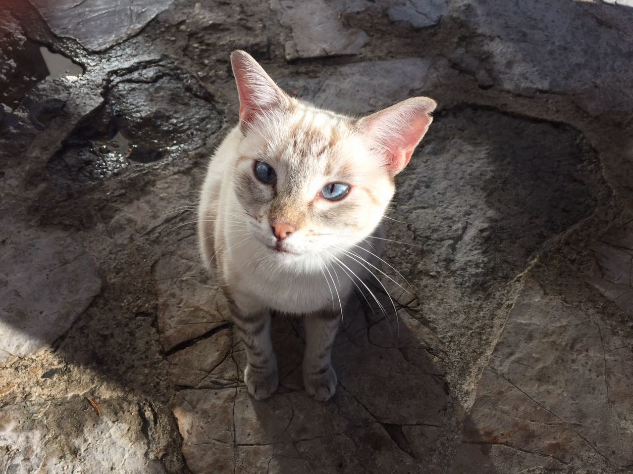 I See Your Googly Eyed Ernie and Raise You Unknown Hotel Cat with a Squint