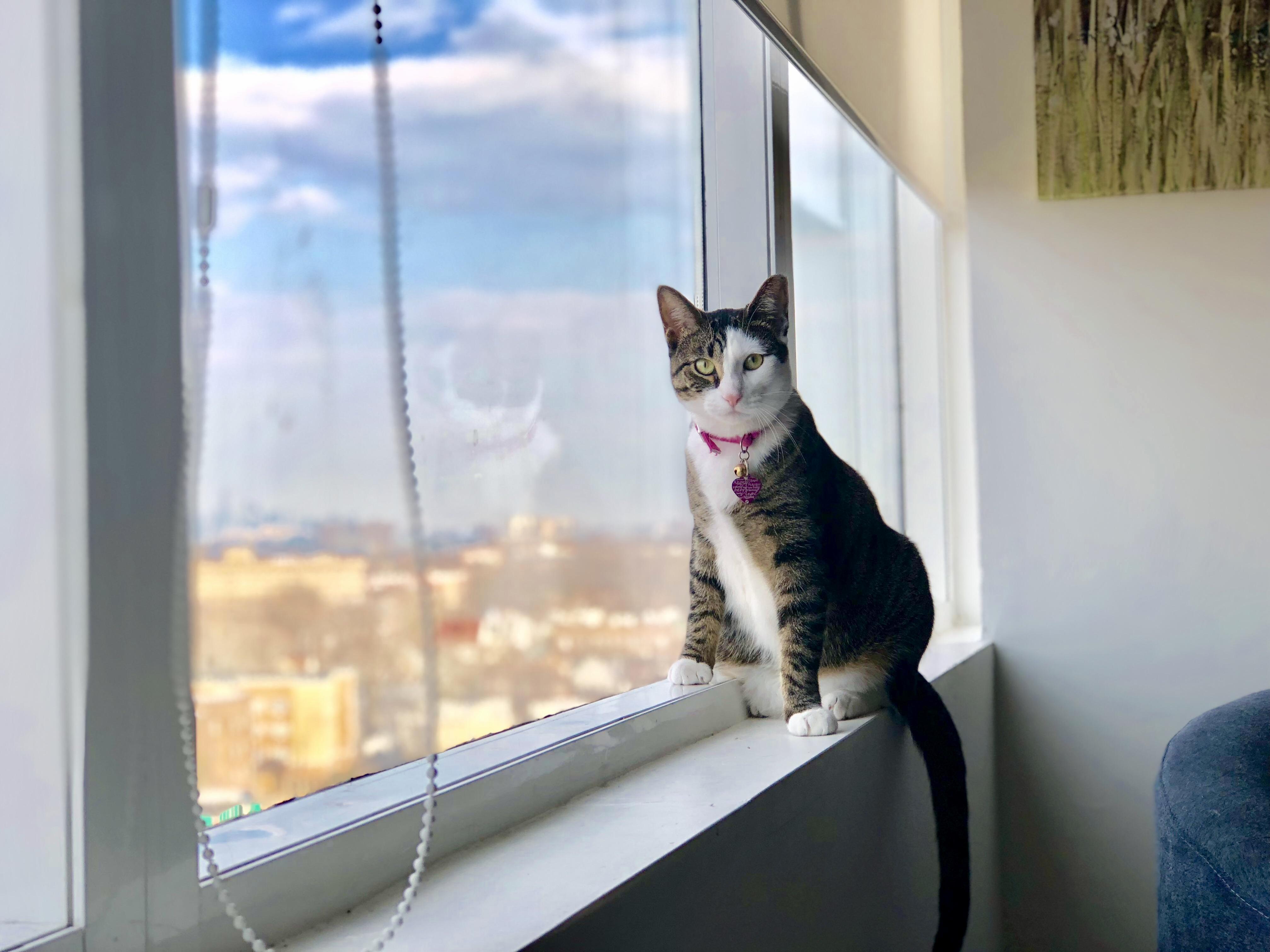 I Should Really Buy Her a Tower.
