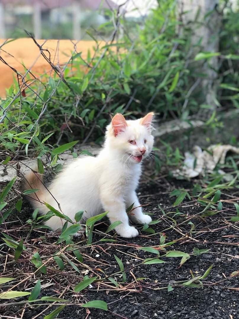 I Think My Blind Cat Looks Like a Dog Bcz of His Eyes.