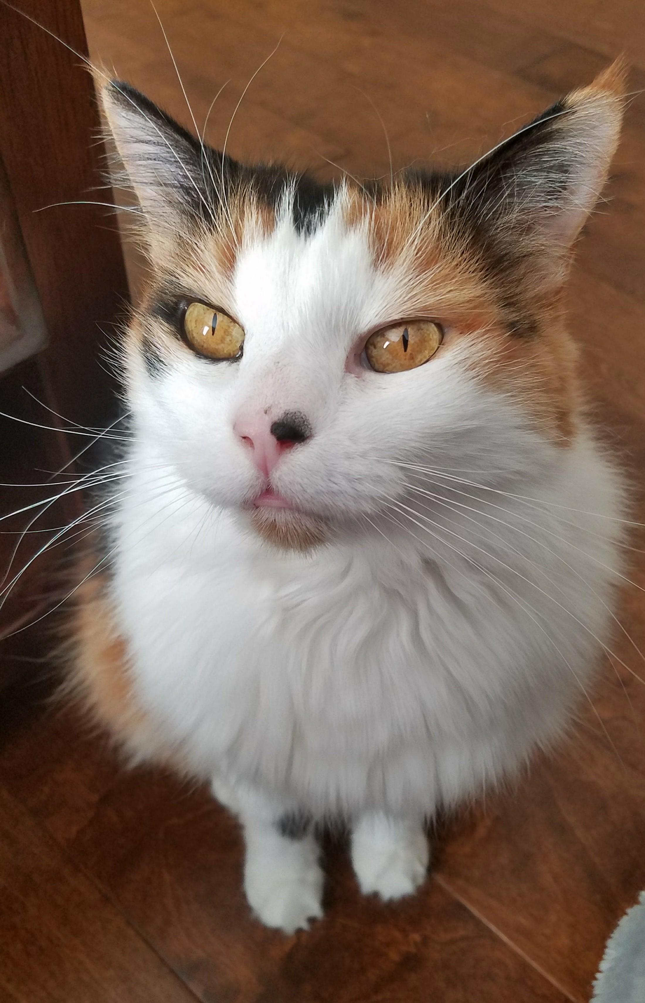 I Think My Cat Should Be a Model