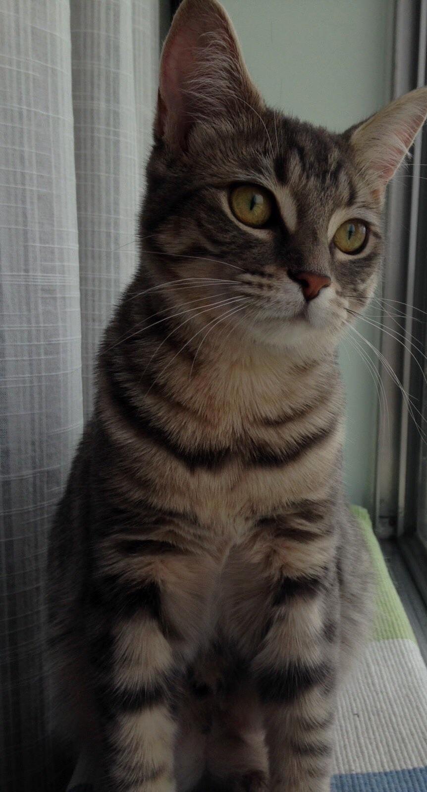 I Thought It Would Be Appropriate to Post Here. This Is My Cat Luna, Who Decided to Pose for the Camera