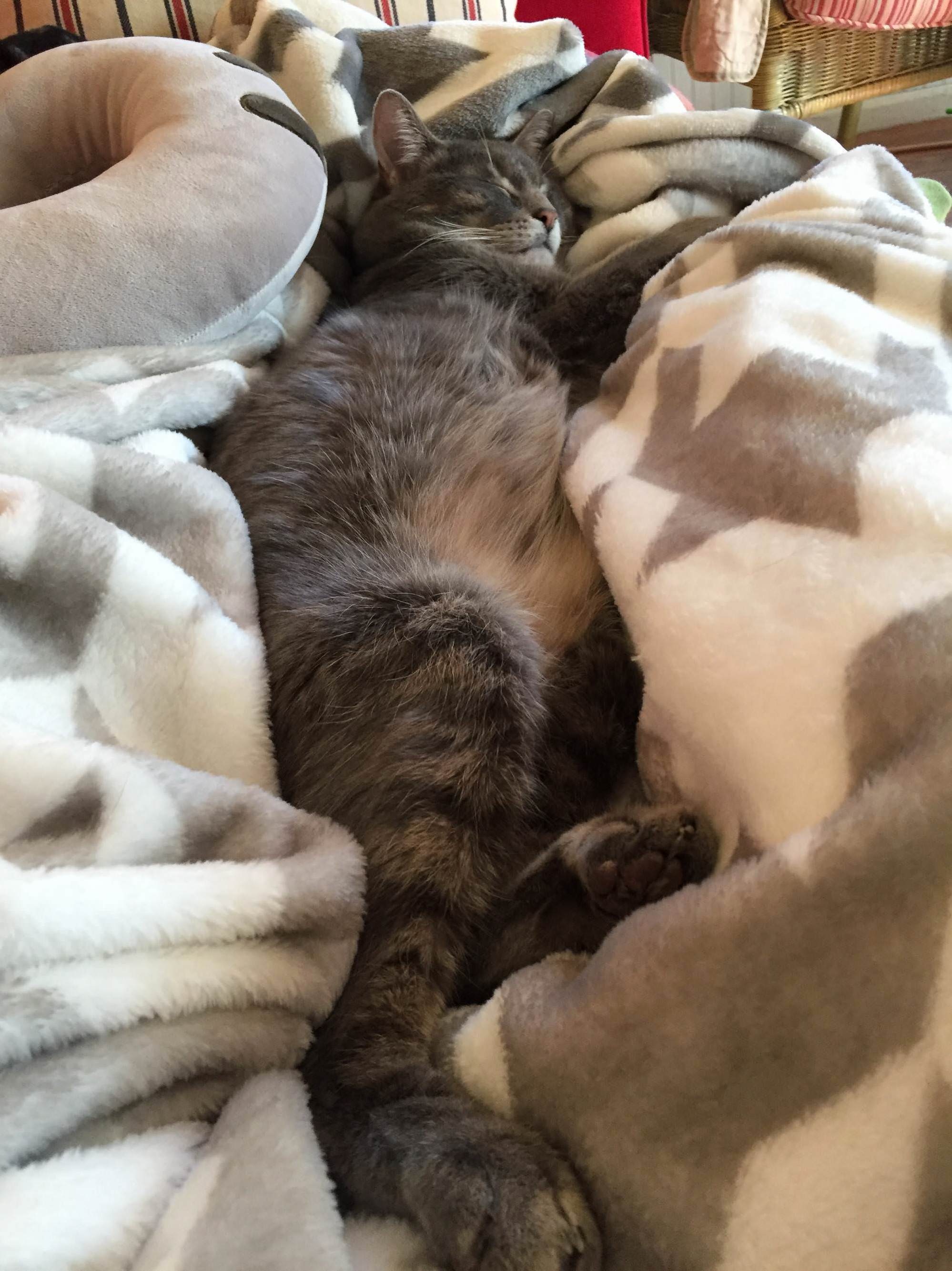 I Want to Be This Cozy Like Smokey Everyday.