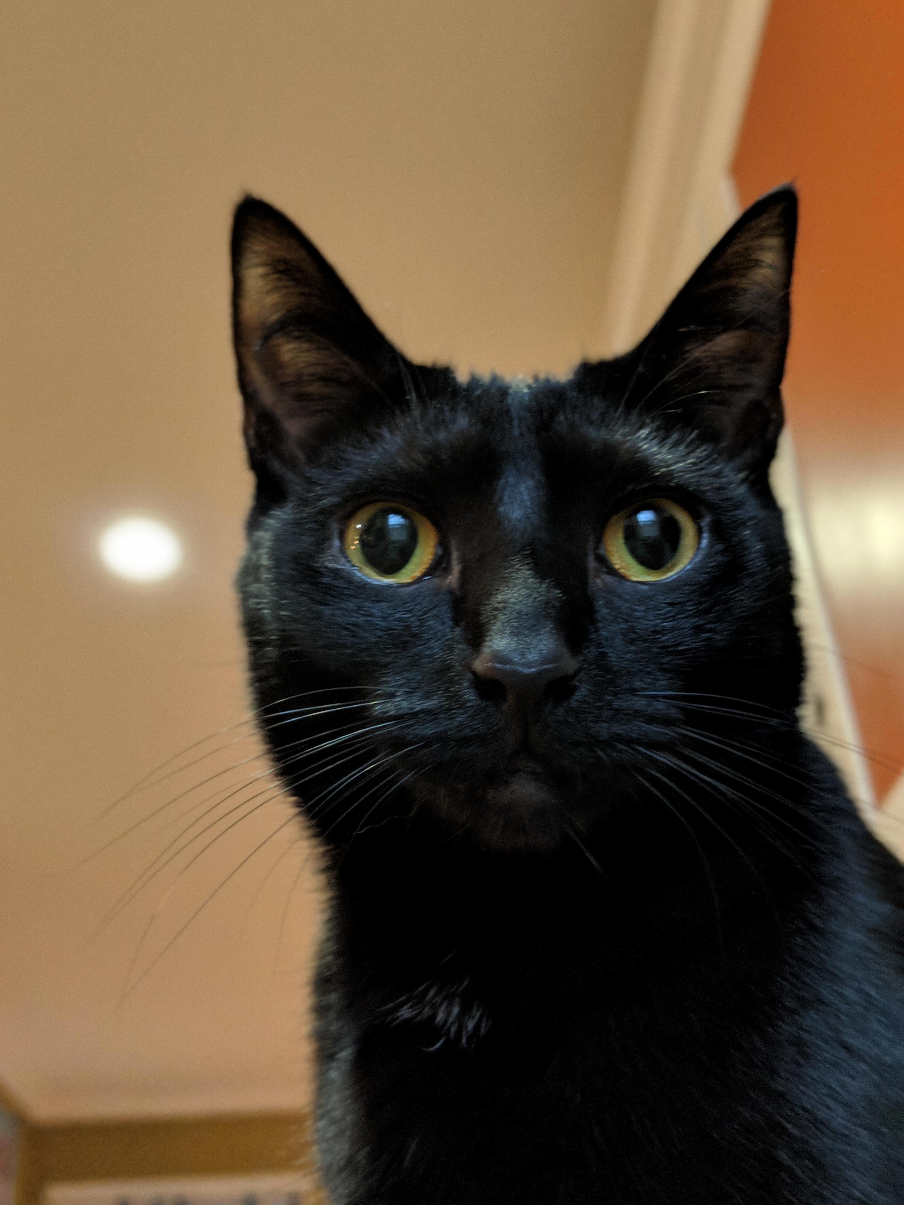 I Was Finally Able to Capture a Good Shot of the Beautiful Miss Jinxy After Getting a New Phone.