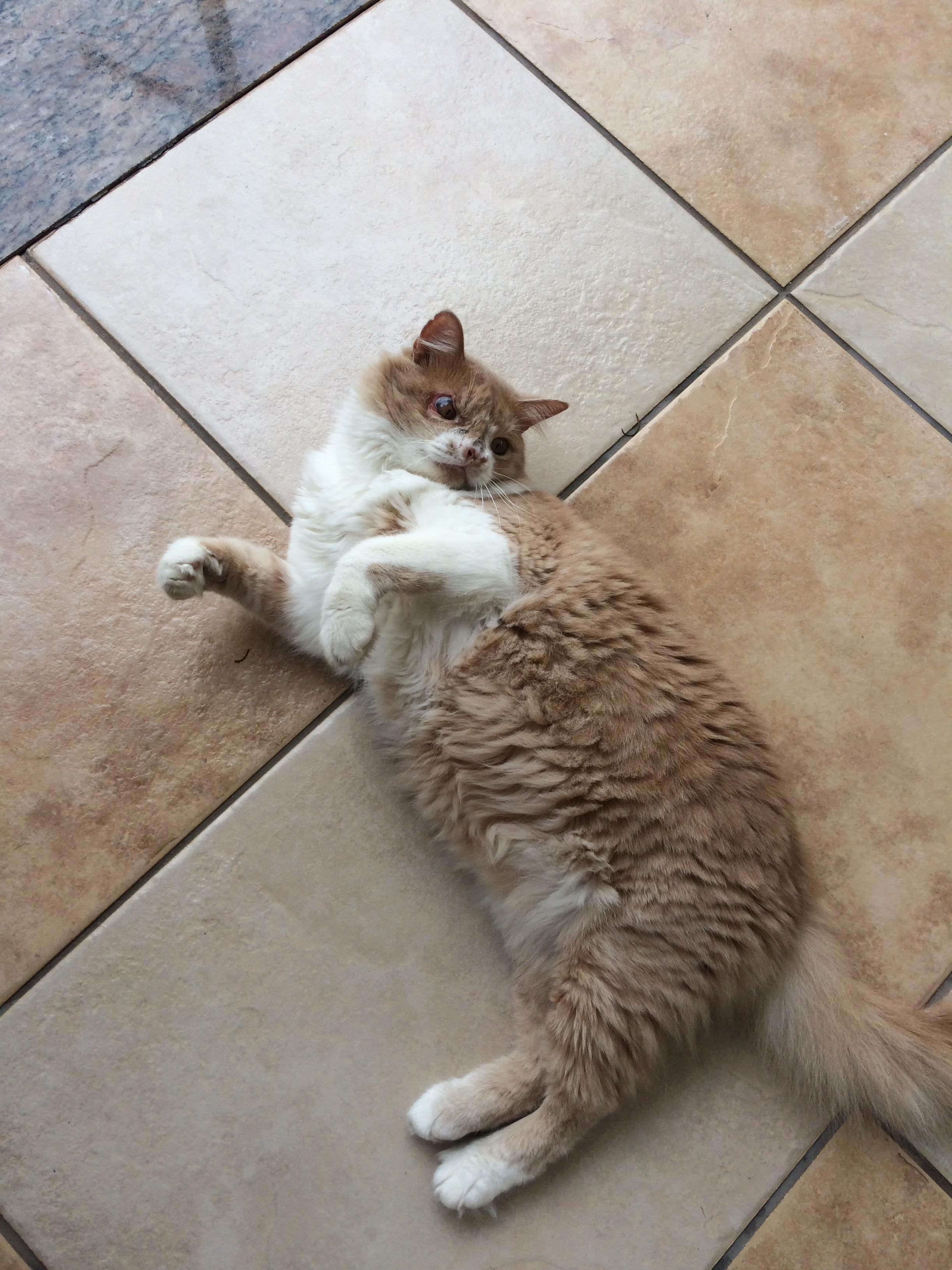 I Was Wondering If You Guys Could Help Me Find Out My Cat Chesters Race Since I Cant Find Any Answers on the Internet