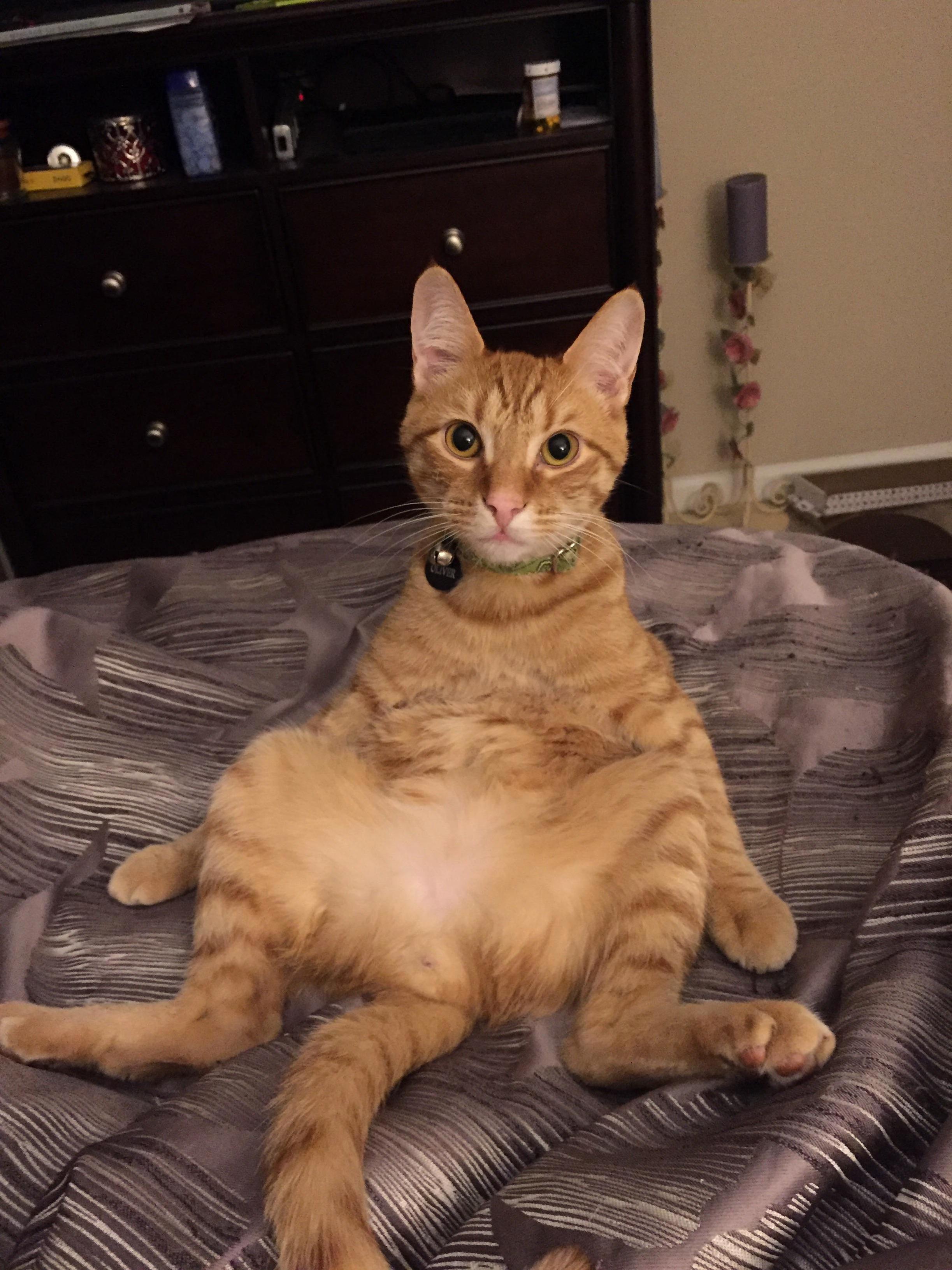 I Woke Up, Sat Up, and Saw This. He Stared Back at Me for a While, Allowing Me to Take This Pic. Meet Ollie.