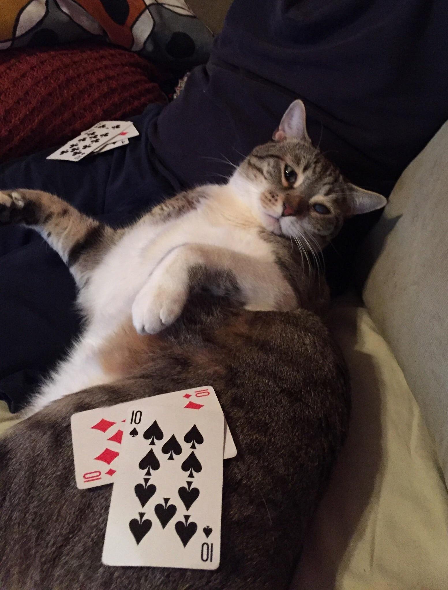 I Won! Chapis Helped Me Beat My Son at War.