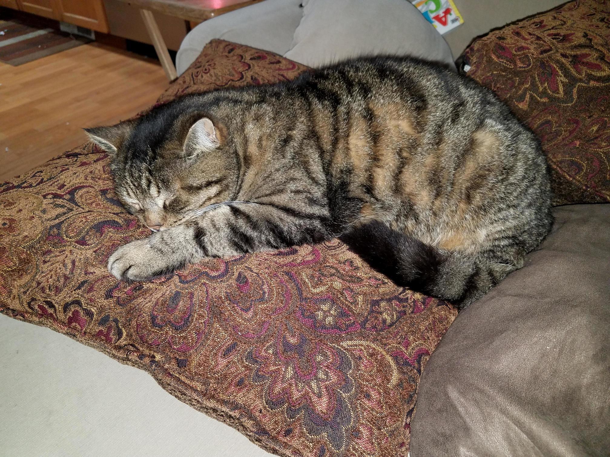 Im a Kitty Cat! and I Sleep Sleep Sleep and I Sleep Sleep Sleep.