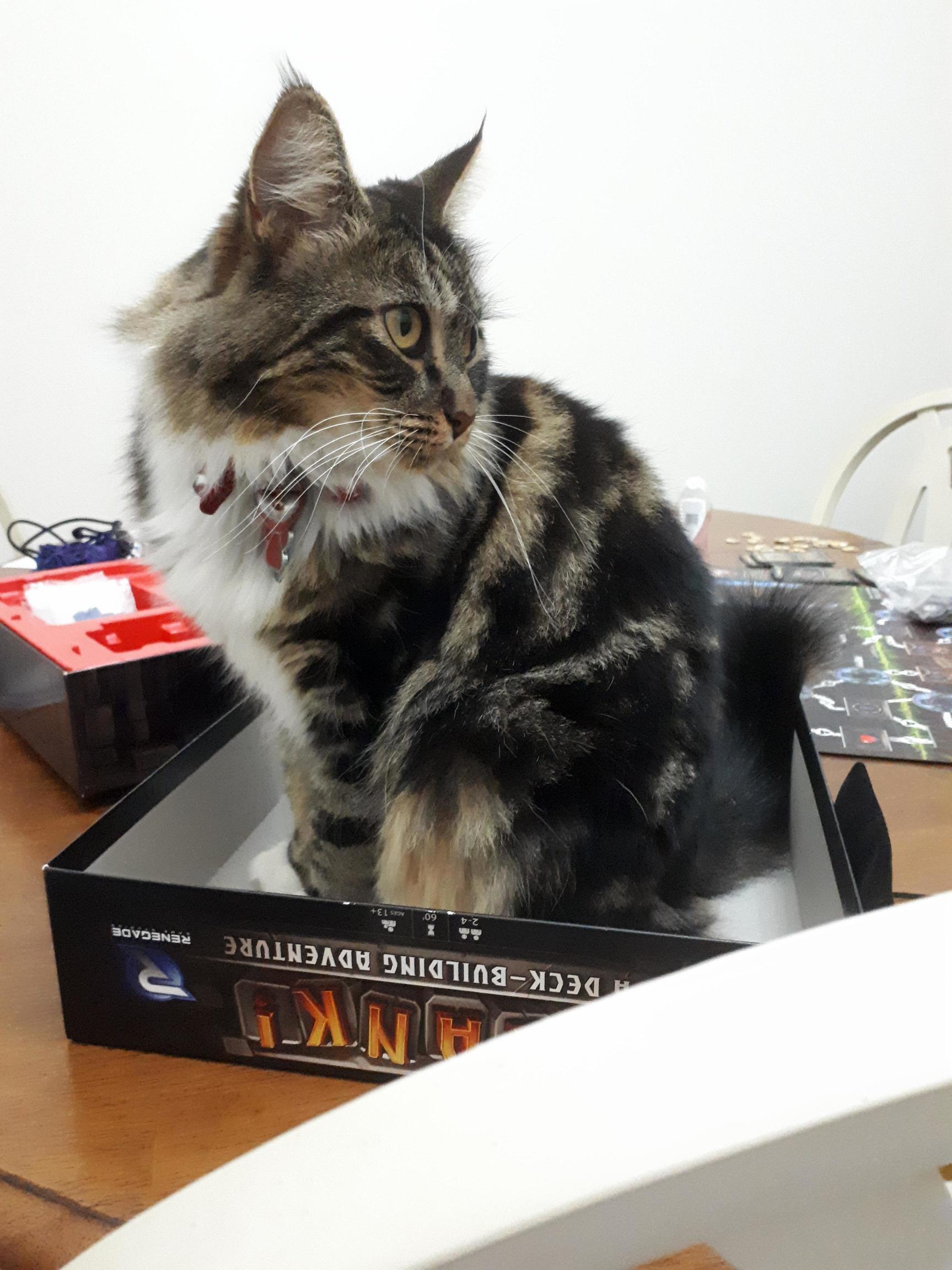 Im Borrowing Clank from a Relative. It Came with a Cat Trap.