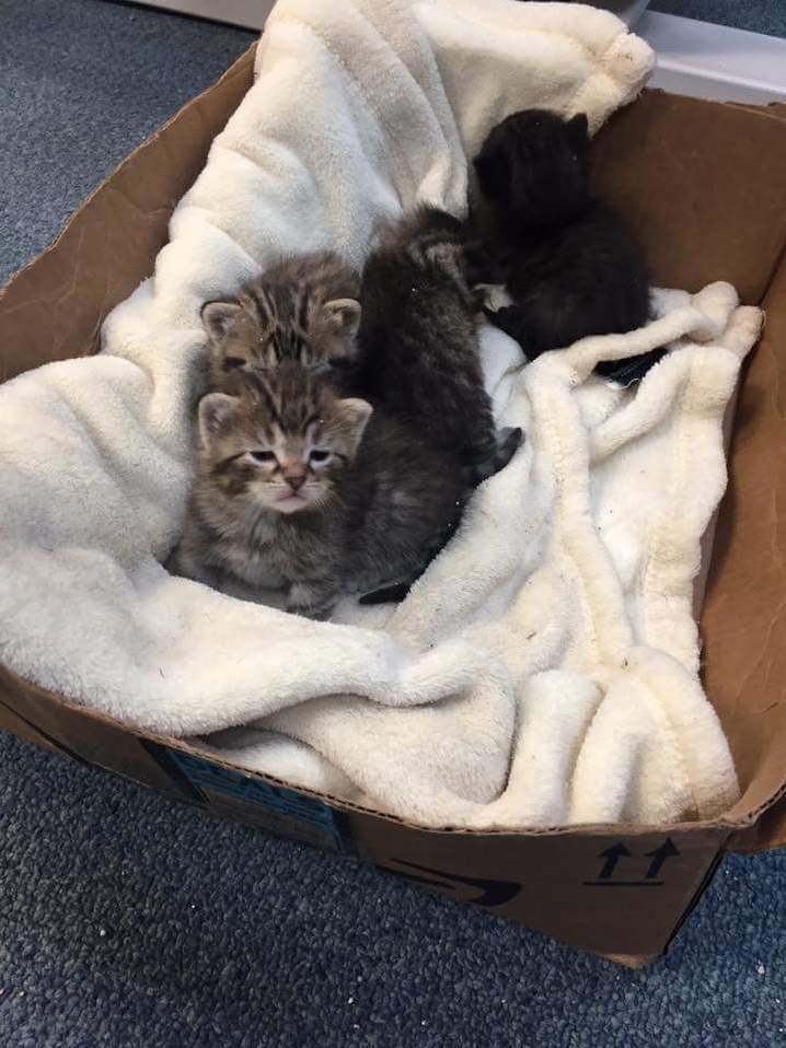 Im Getting 12 of These Guys in May to Help Rehome Them, Its Making Finals Seem So Much Better!