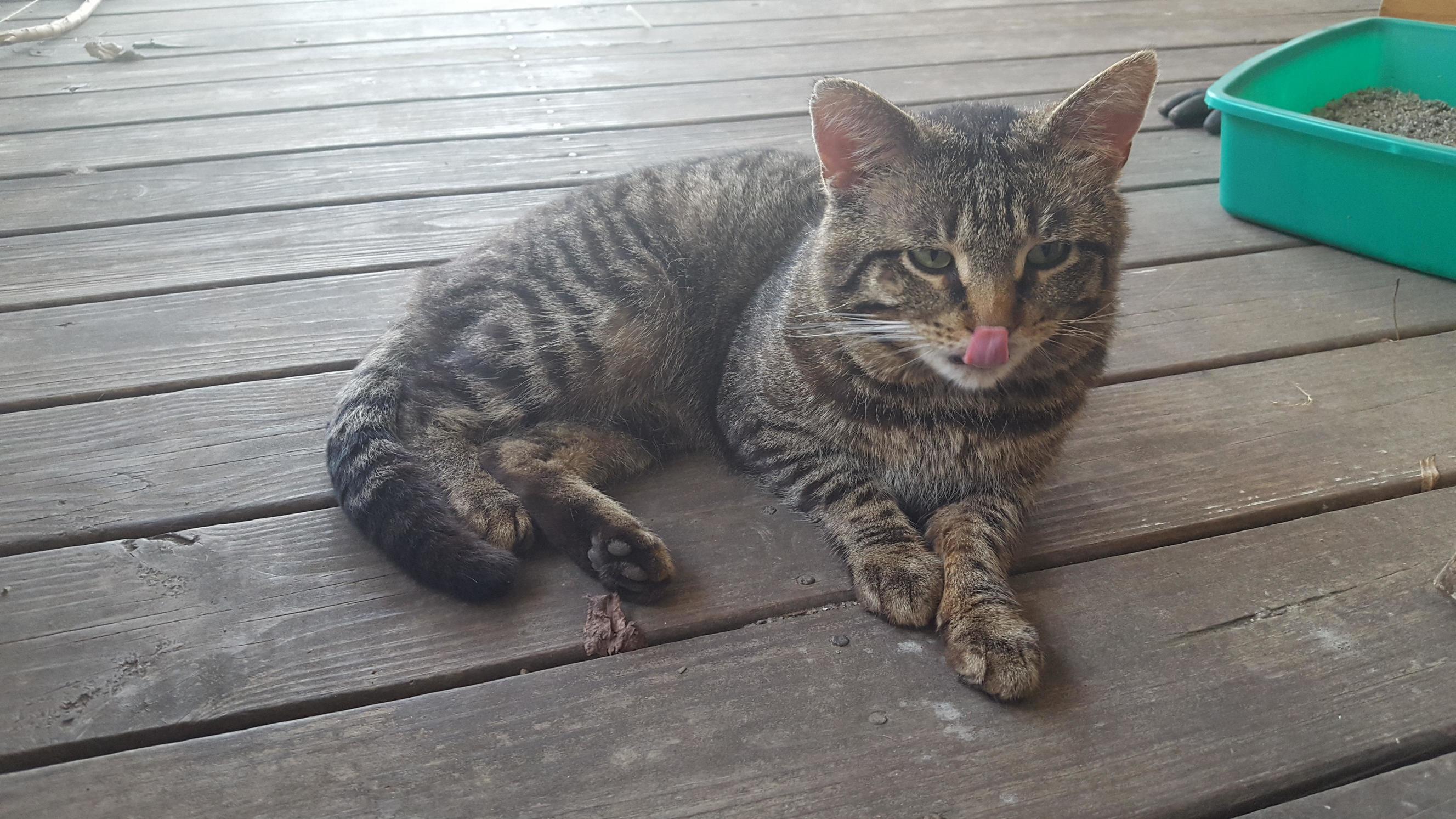 Im Guilty of Feeding the Neighborhood Cats. Oops.