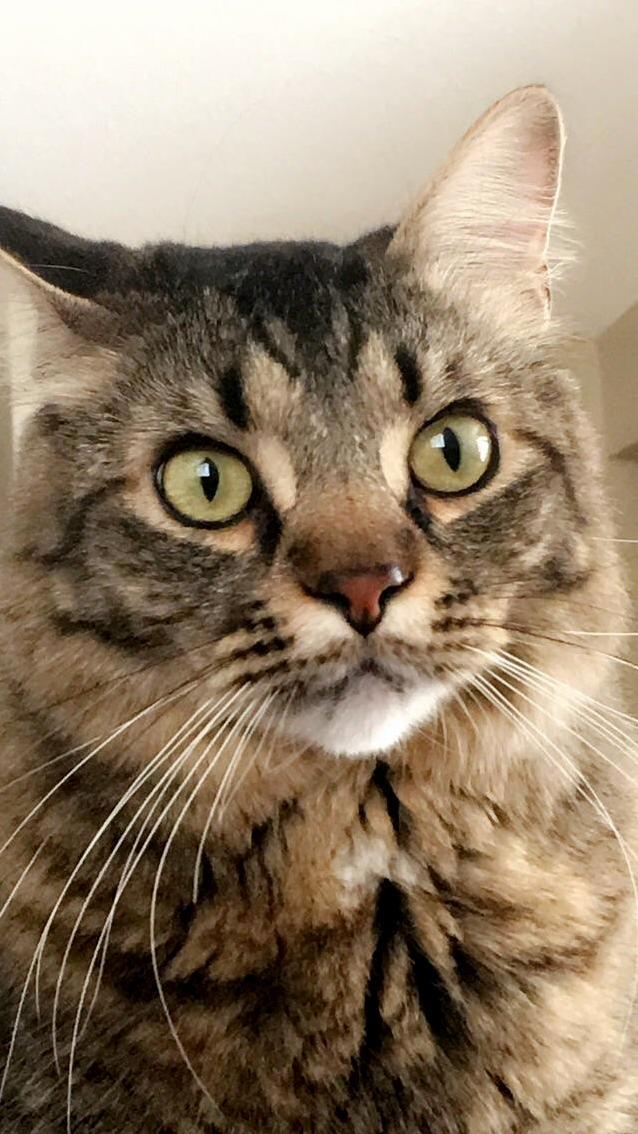 Intrigued Maco