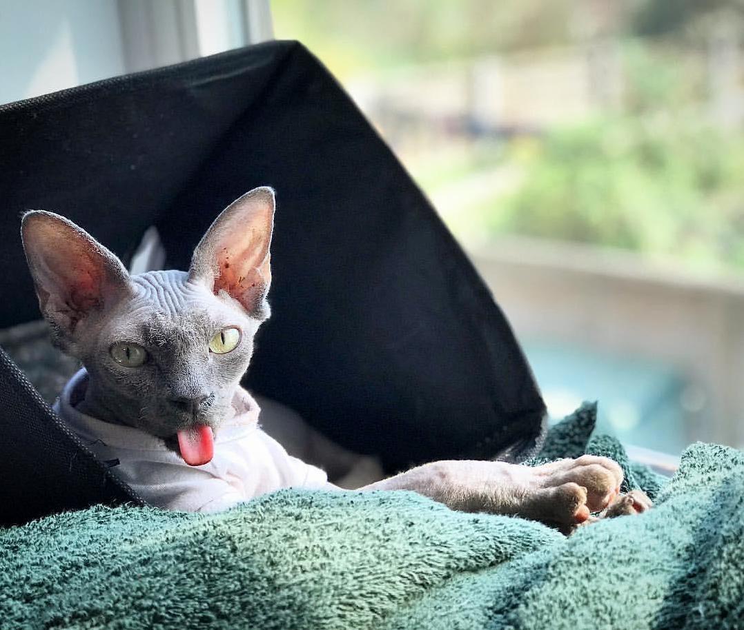 Introducing Super Mega Blep 5000!!!!