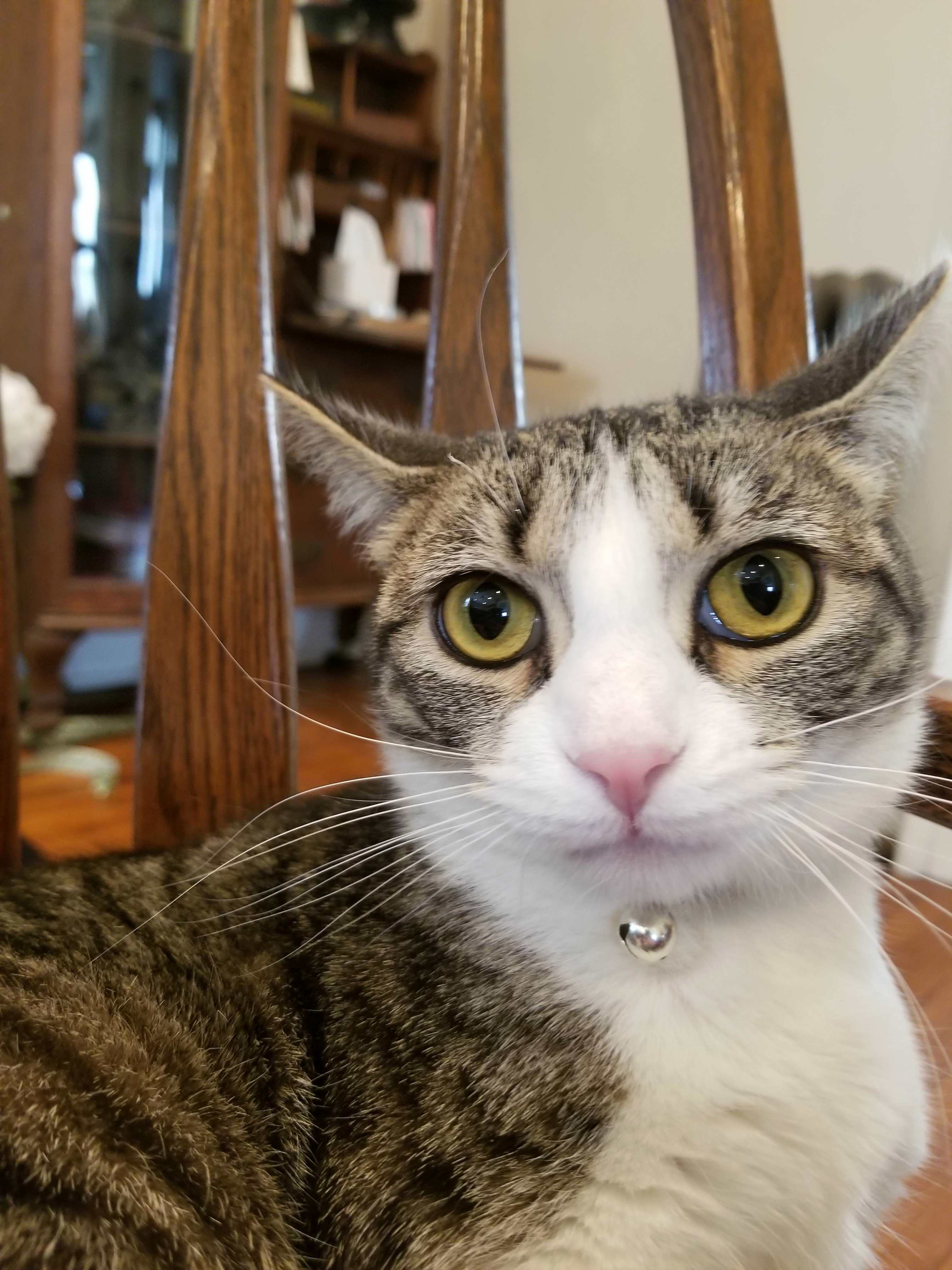 Its a Big Month for Gizmo. Shes Turning 1 Year Old, and for the Second Time This Month Shes Defended Her Home from Mouse Intruders. Bonus Pics in Comments.