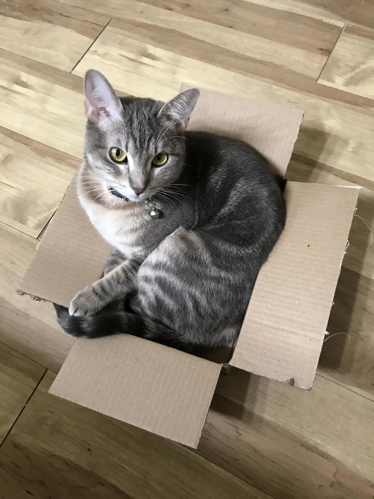 Its Always a Good Idea to Treat Yourself to Something Online Because Youll Always Get a Free Gift for Your Cat!