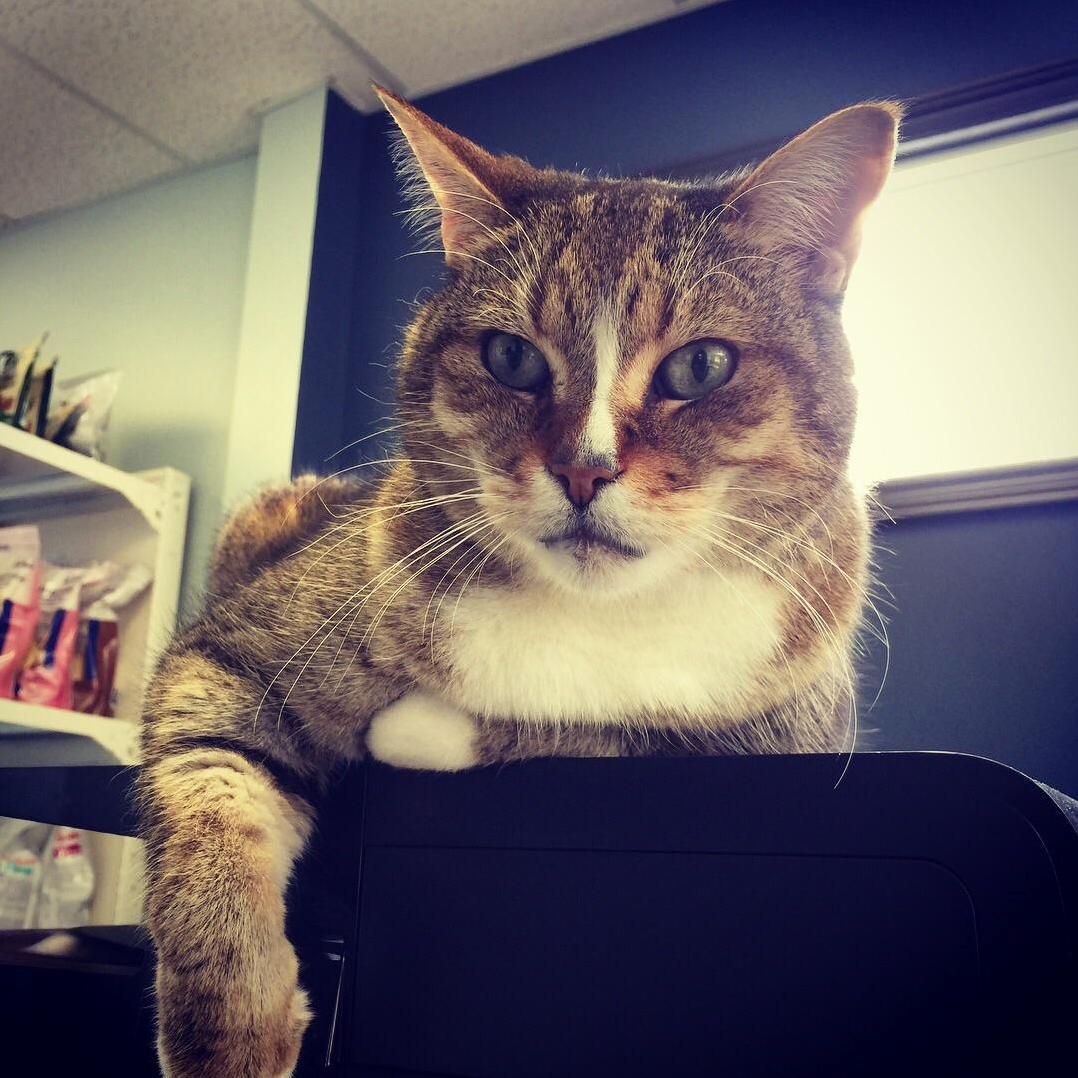 Its a Rare Quiet Day at Work So Tobi Is Just Chilling on the Printer.