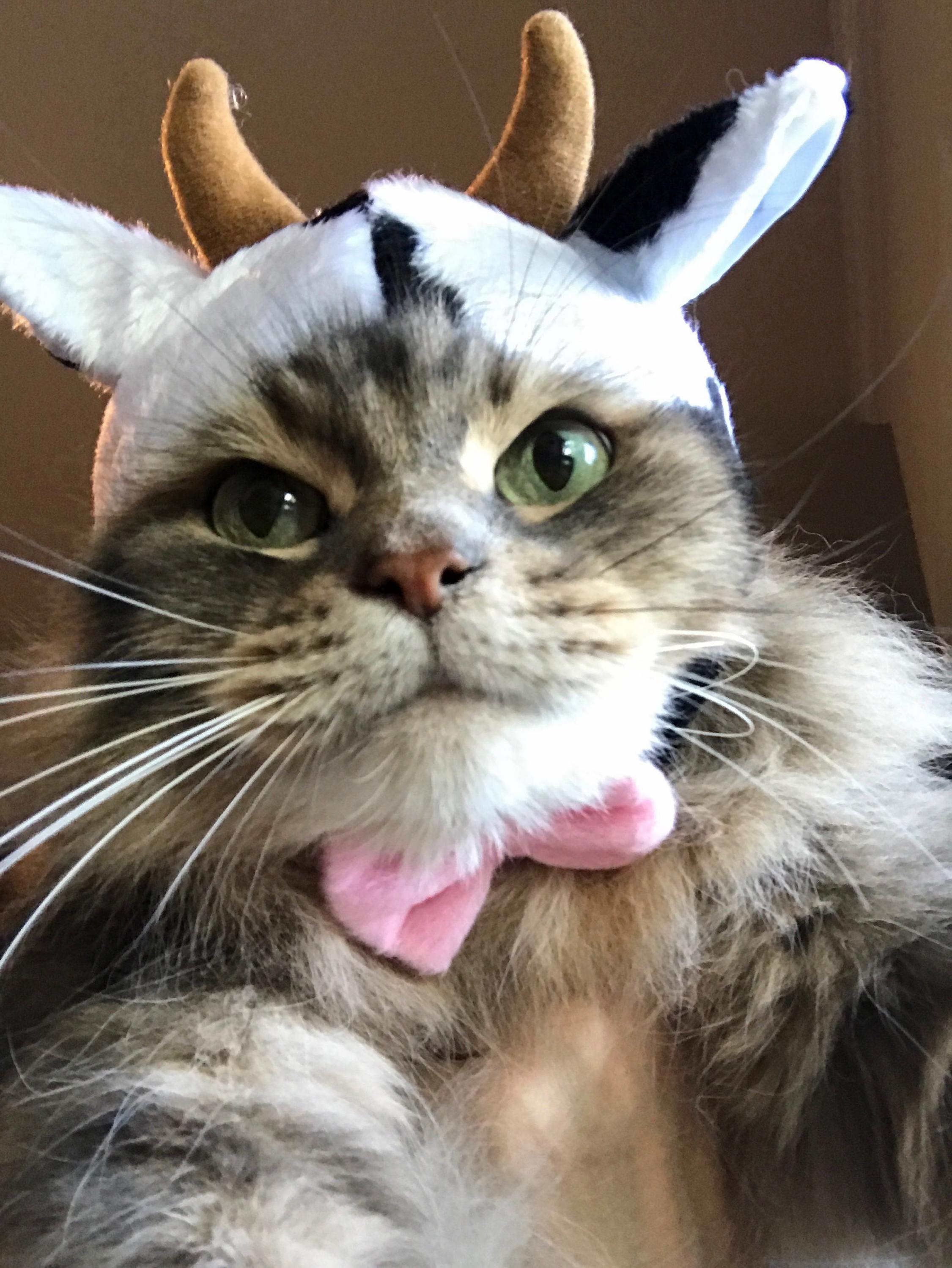 Its Mooo Not Meow Right Human