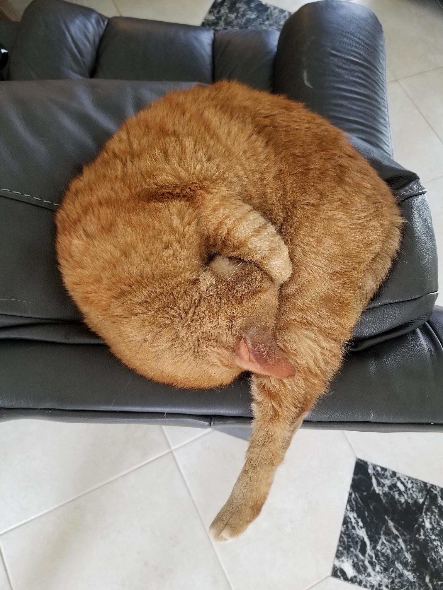 Ive Never Seen My Cat Look More Like Piece of Shrimp.