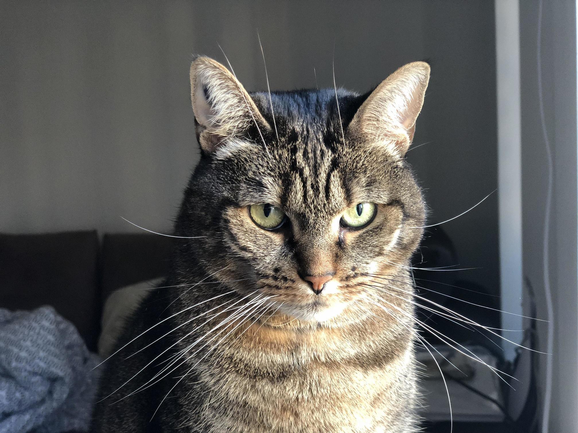 Im Not Sure My New Roommates Cat Accepts Me