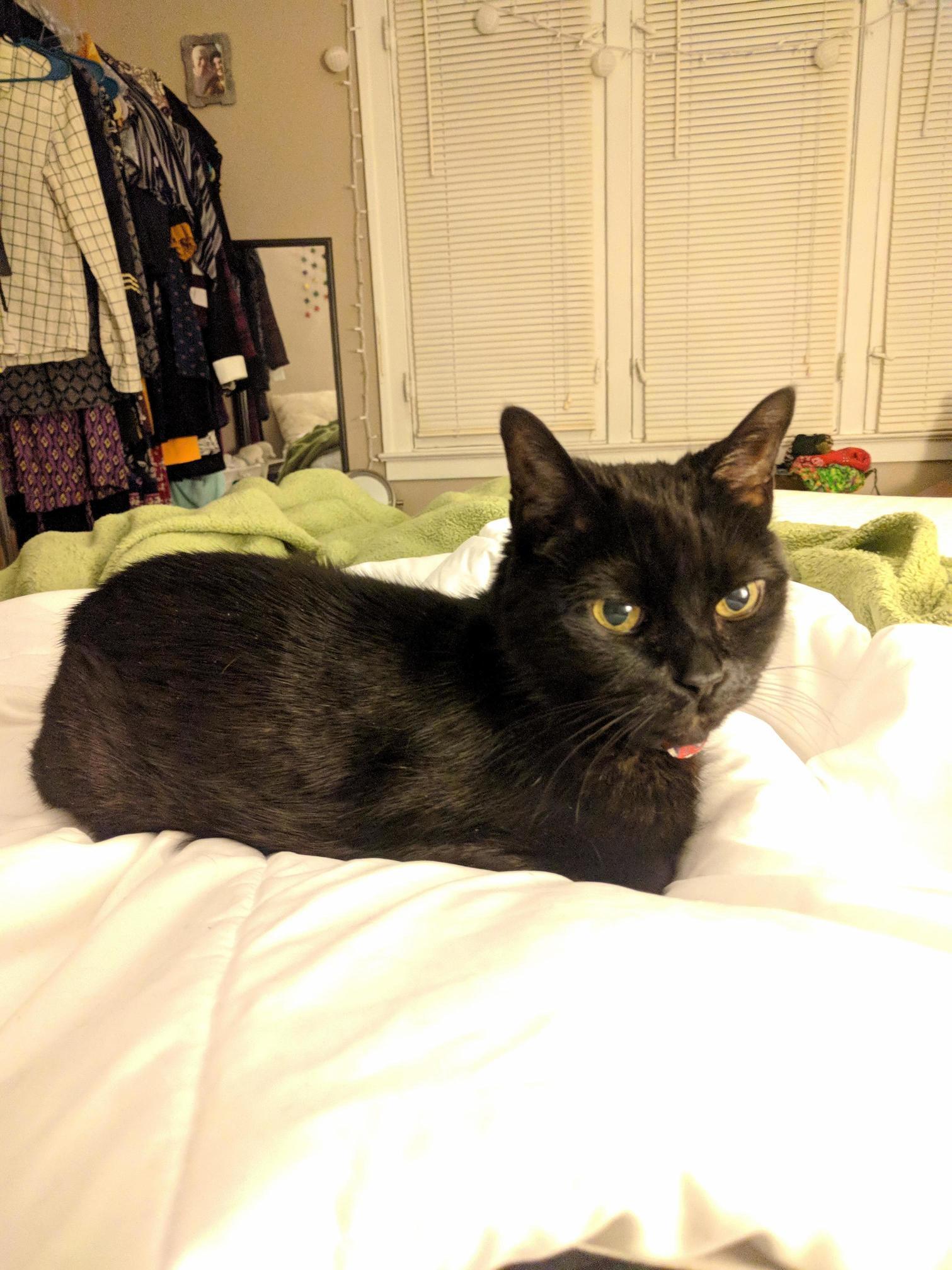 Jack Thinks My Morning Alarm Is for Cuddle Time