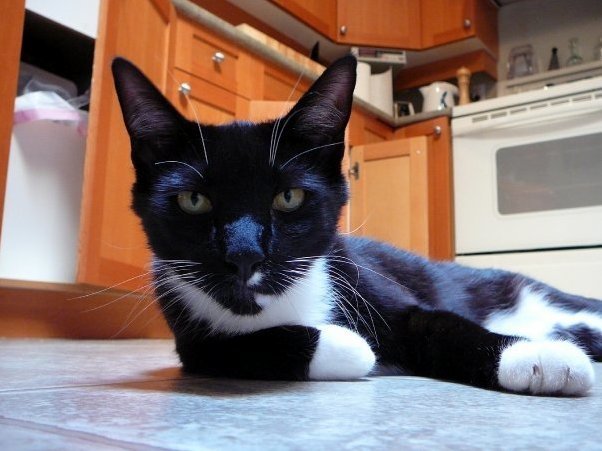 Jack Was the Best Cat I Ever Knew. I Took This Photo 10 Years Ago. Hes Long Gone Now.