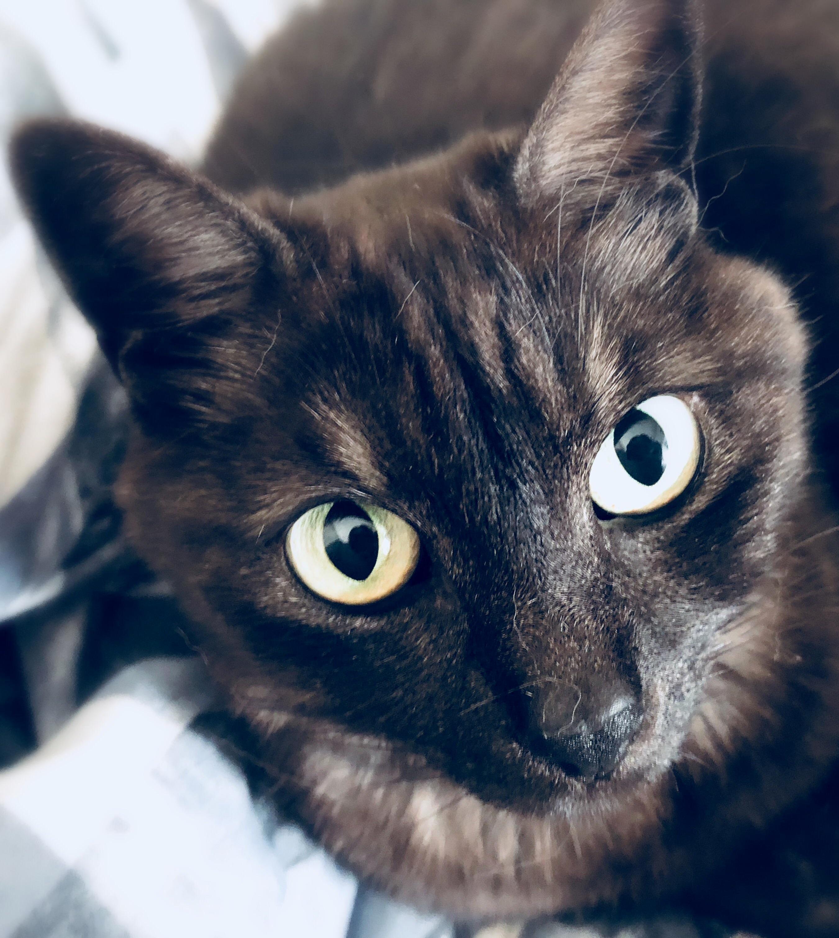 Jasmine