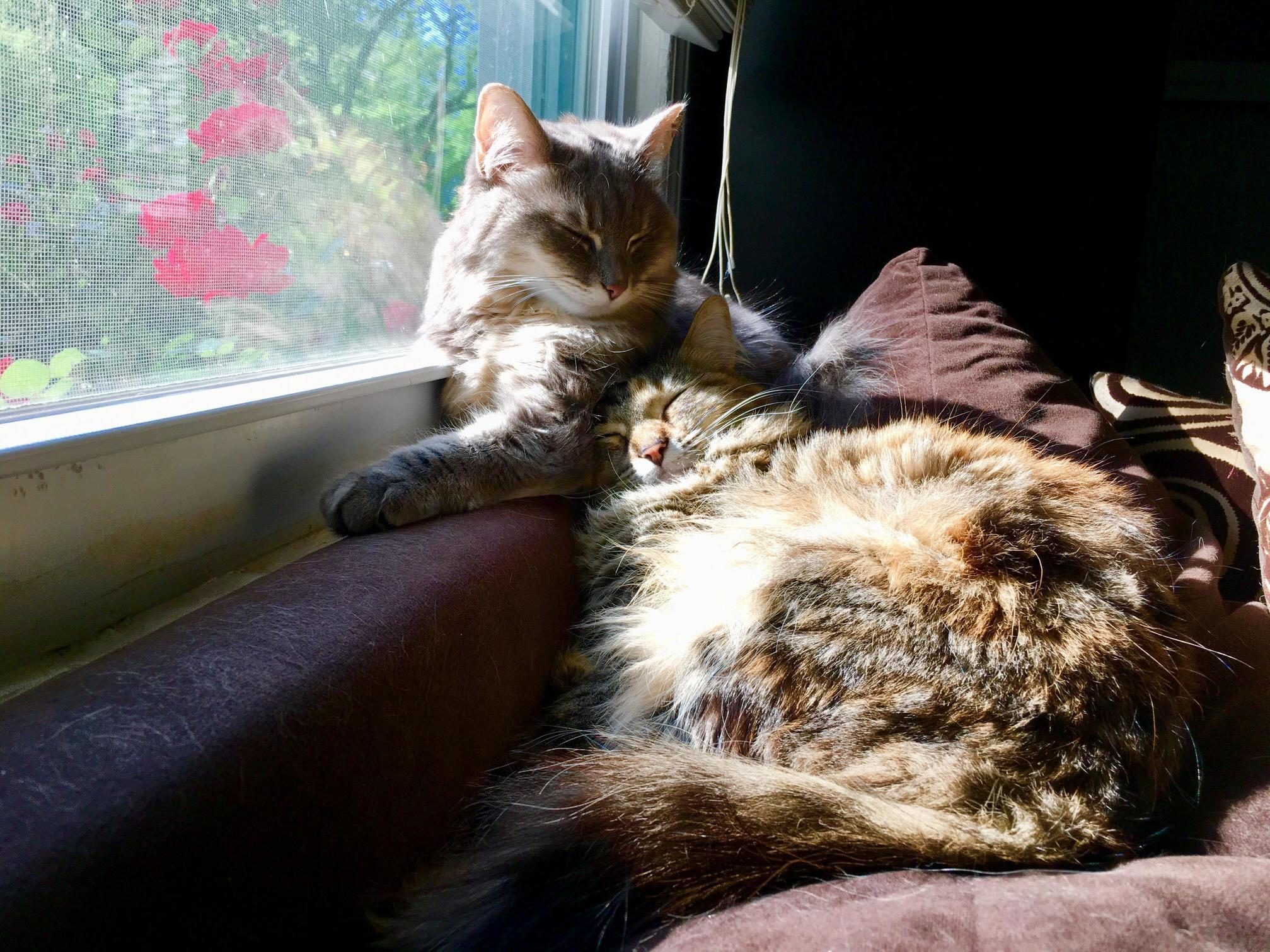 Jealous of the Life My Cats Lead.