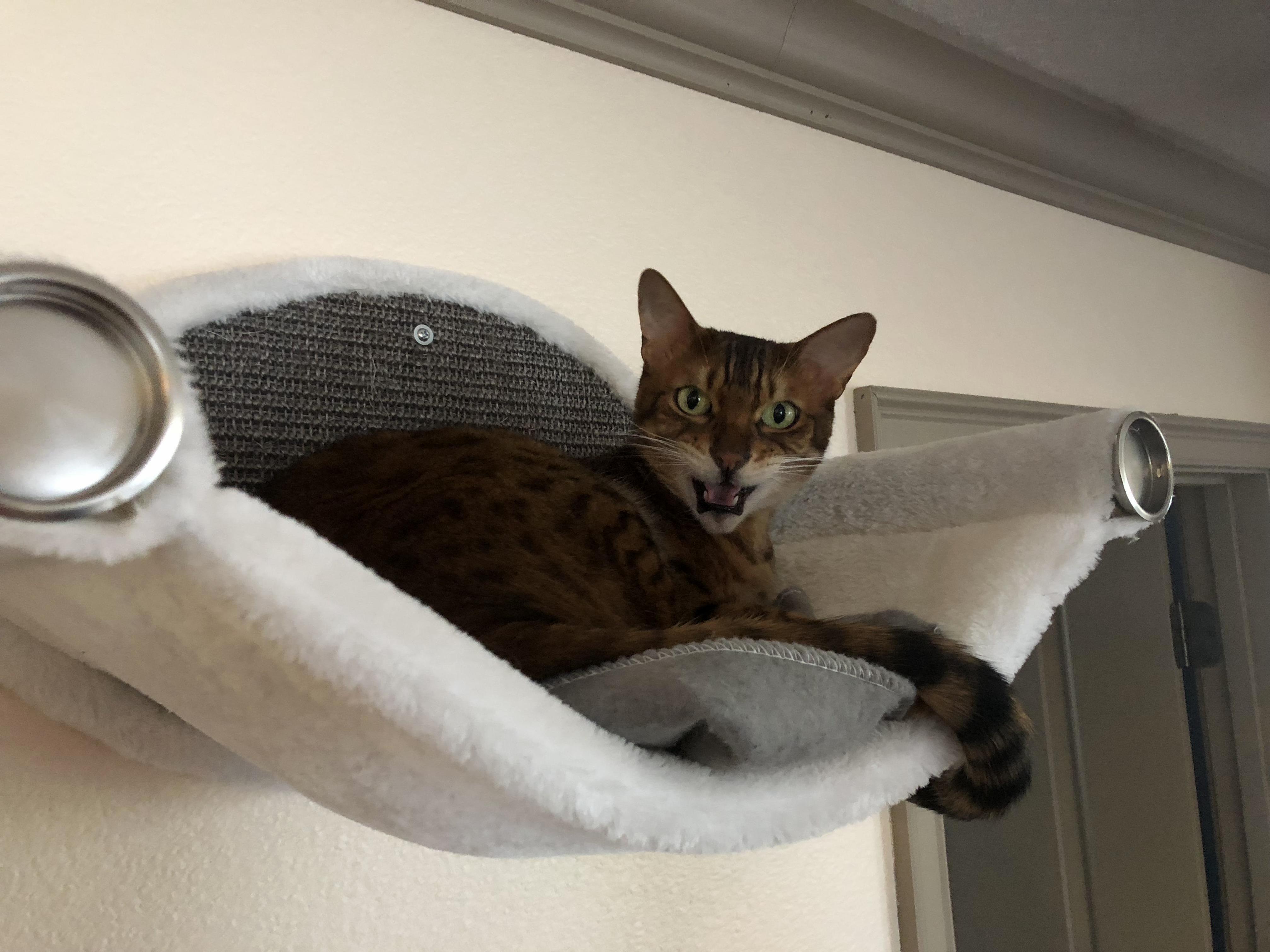 Just Cat-ified a Nice High Place for the Kitty to Nap. Think He Likes It