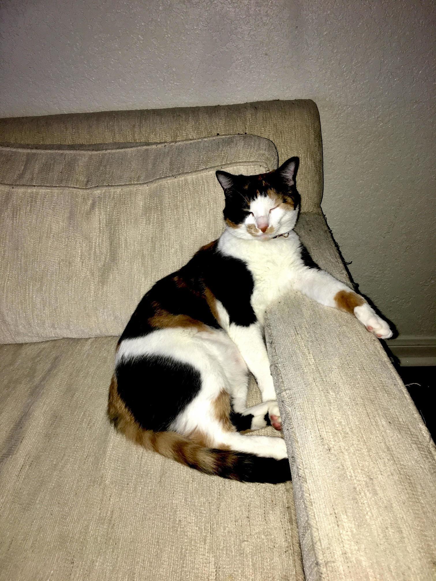 Just Chilling on Her Side of the Couch