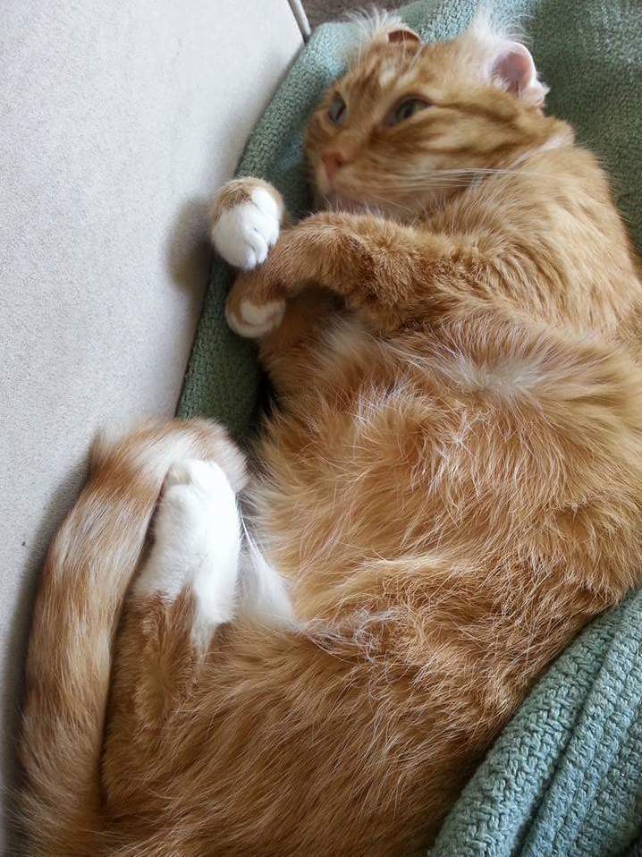 Just Found This Old Picture of My Cat, Emmi. She Hates When I Flip Her Ears Backwards. She Was Also Badly Needing a Shave Then Apparently.