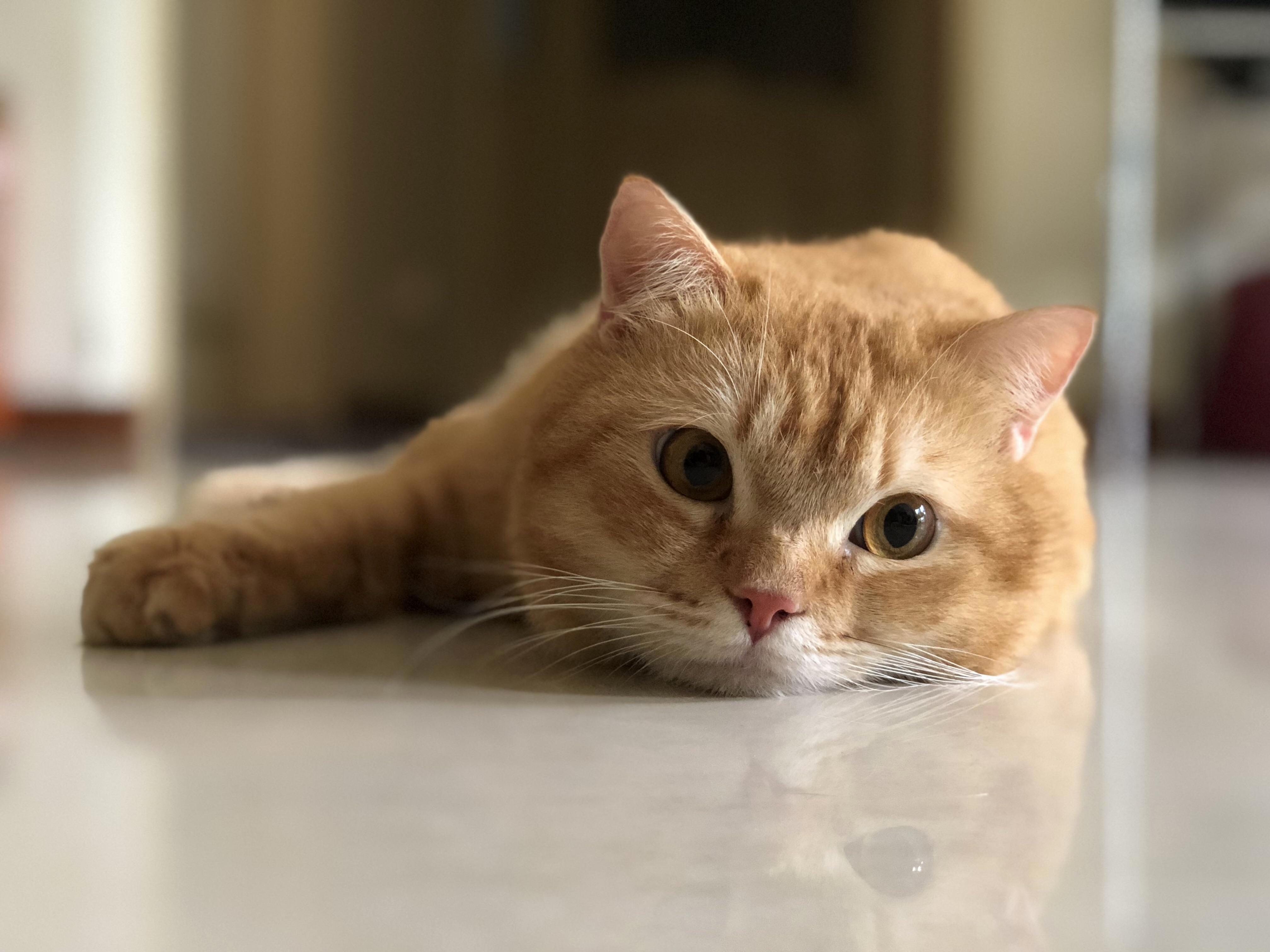 Just Got Back from the Vet. He Was a Good Boy!
