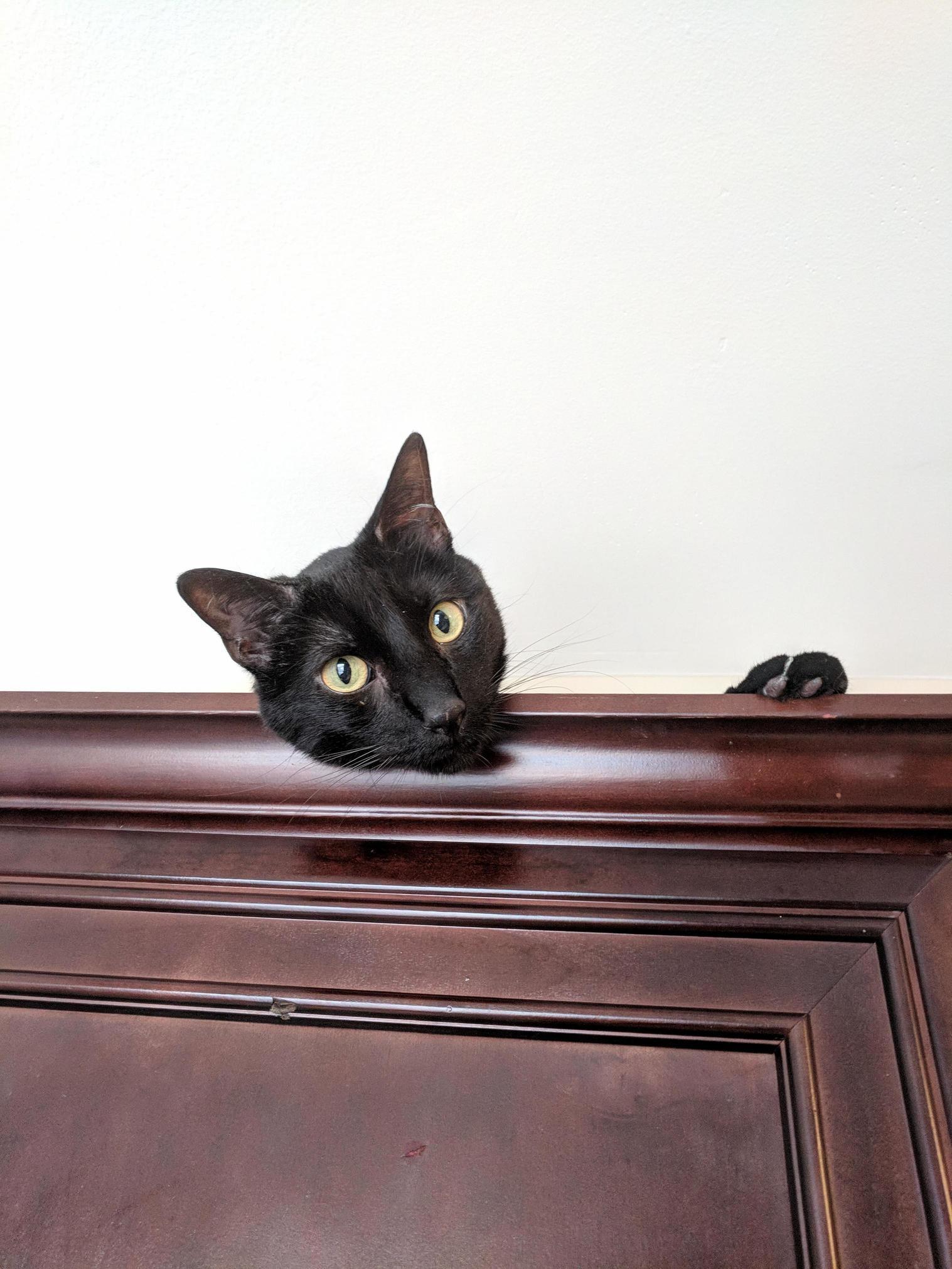 Just Moved in and My Kitty Has a New Favorite Spot Already. on Top of My Cabinets!