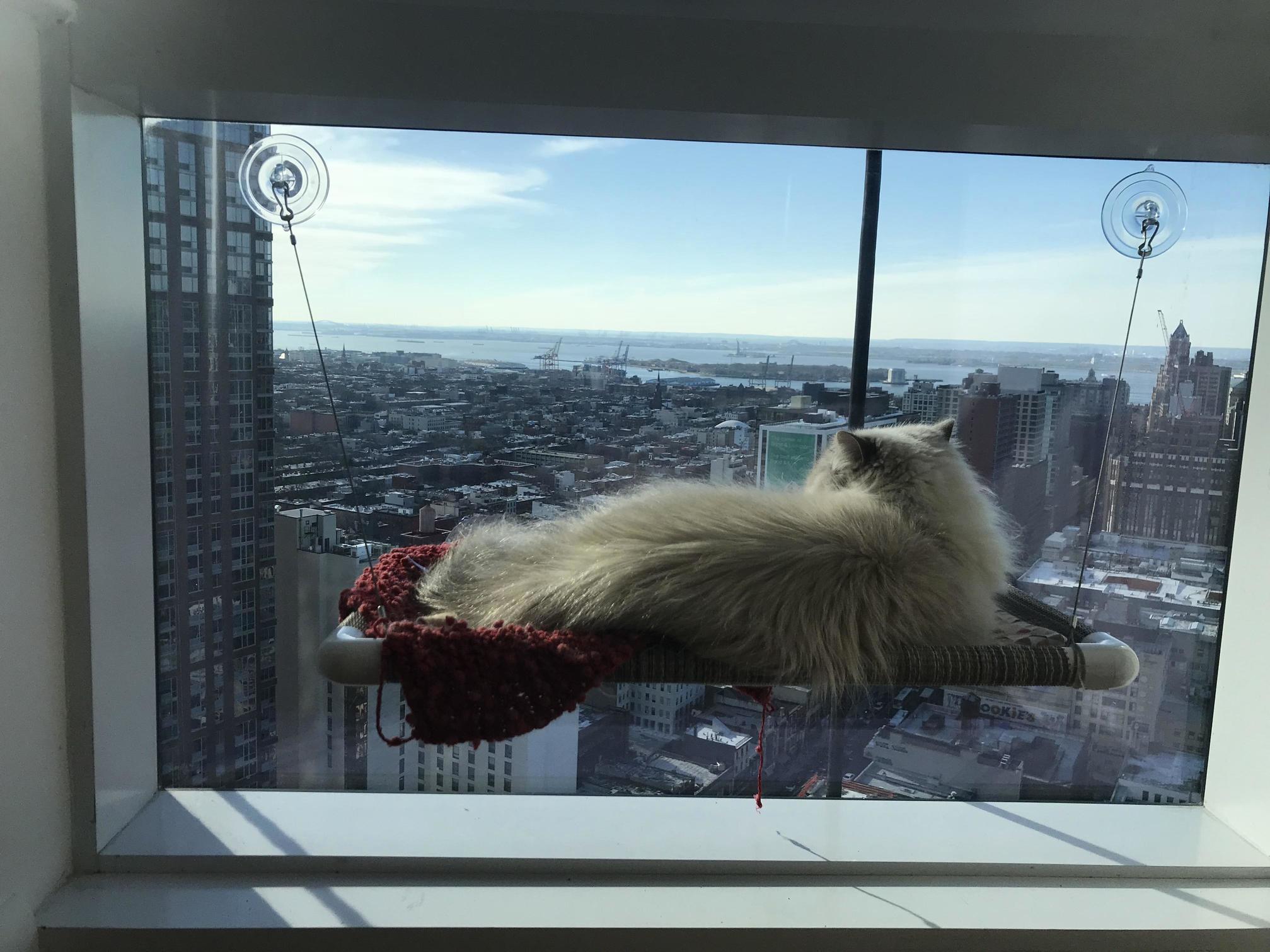 Just Moved. Shes Surveying Her New Domain.