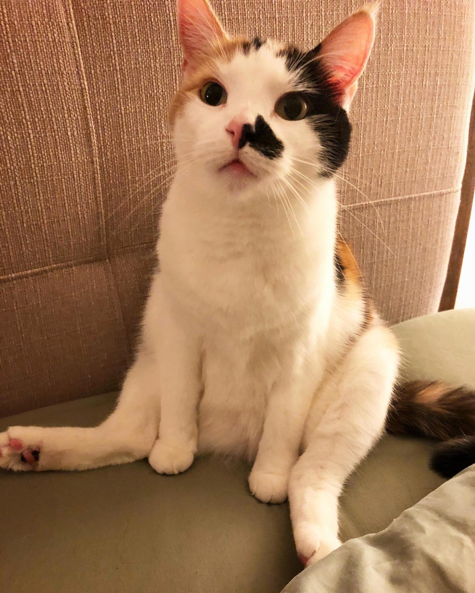 Just My Chuchu Sitting Silly