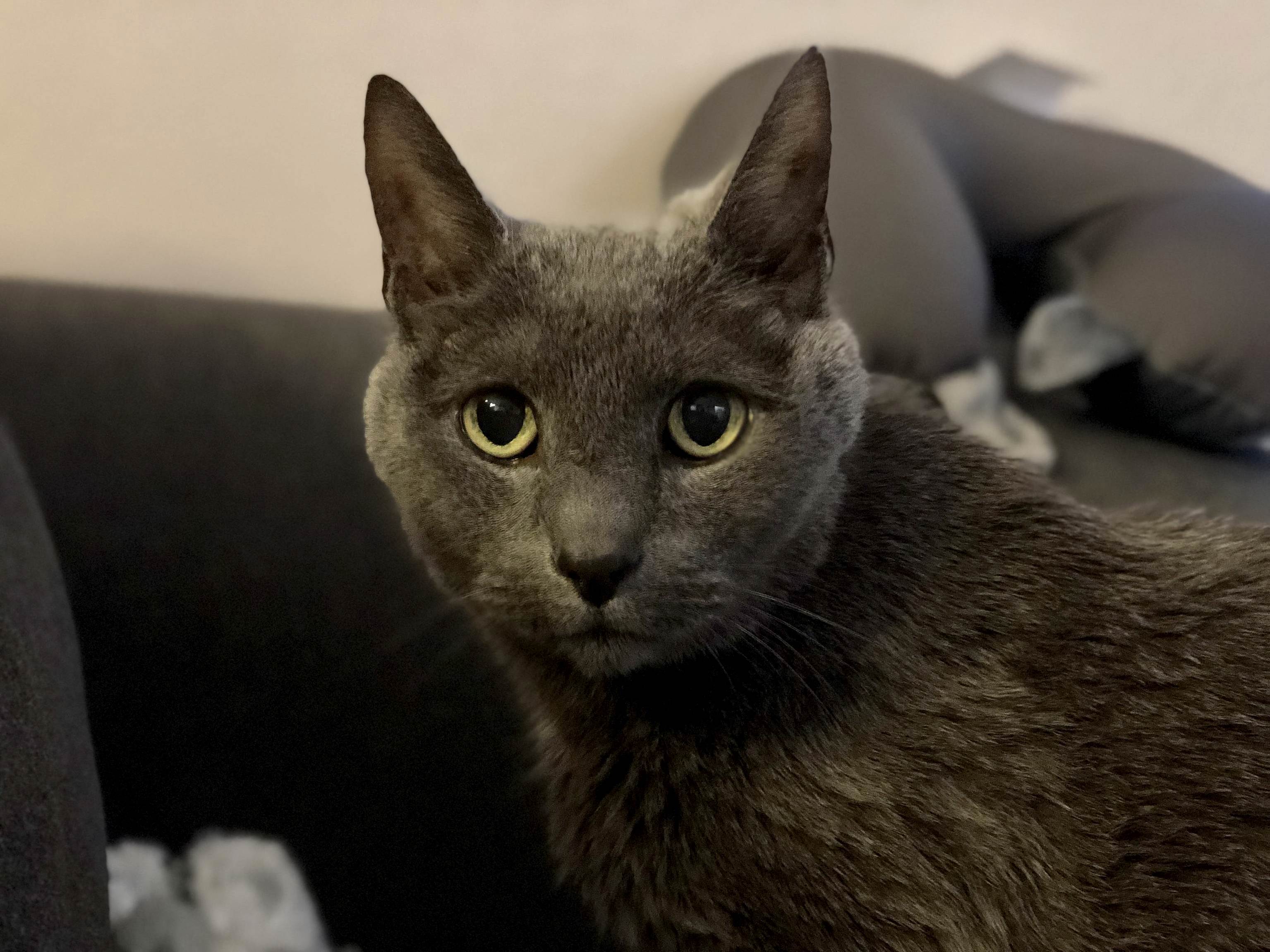 Just Our Maxwell... He Turns 17 in a Month.