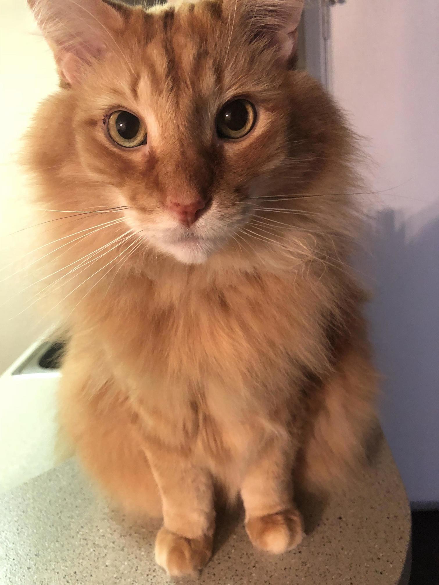 Kael Is My Handsome 10-year-old Kitty! He Is Exactly As Soft As He Looks
