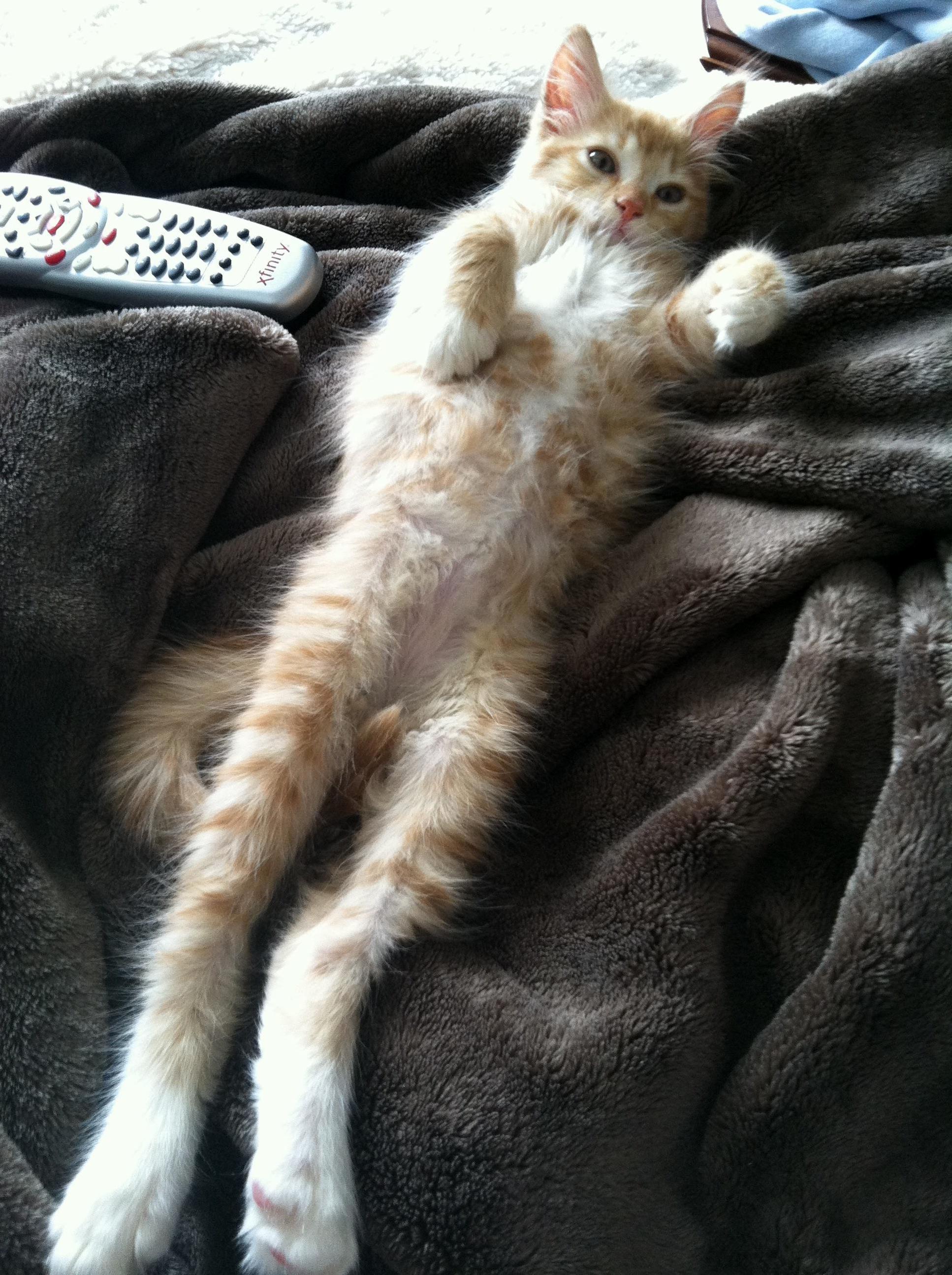 Kitten or Frog
