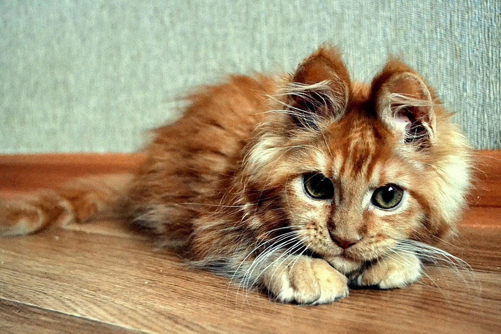 Kitty, She Has Ears Like a Bunny