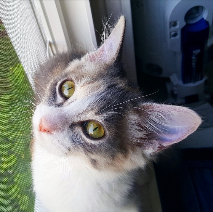 Lafayette, the Dragon-eyed Kitty