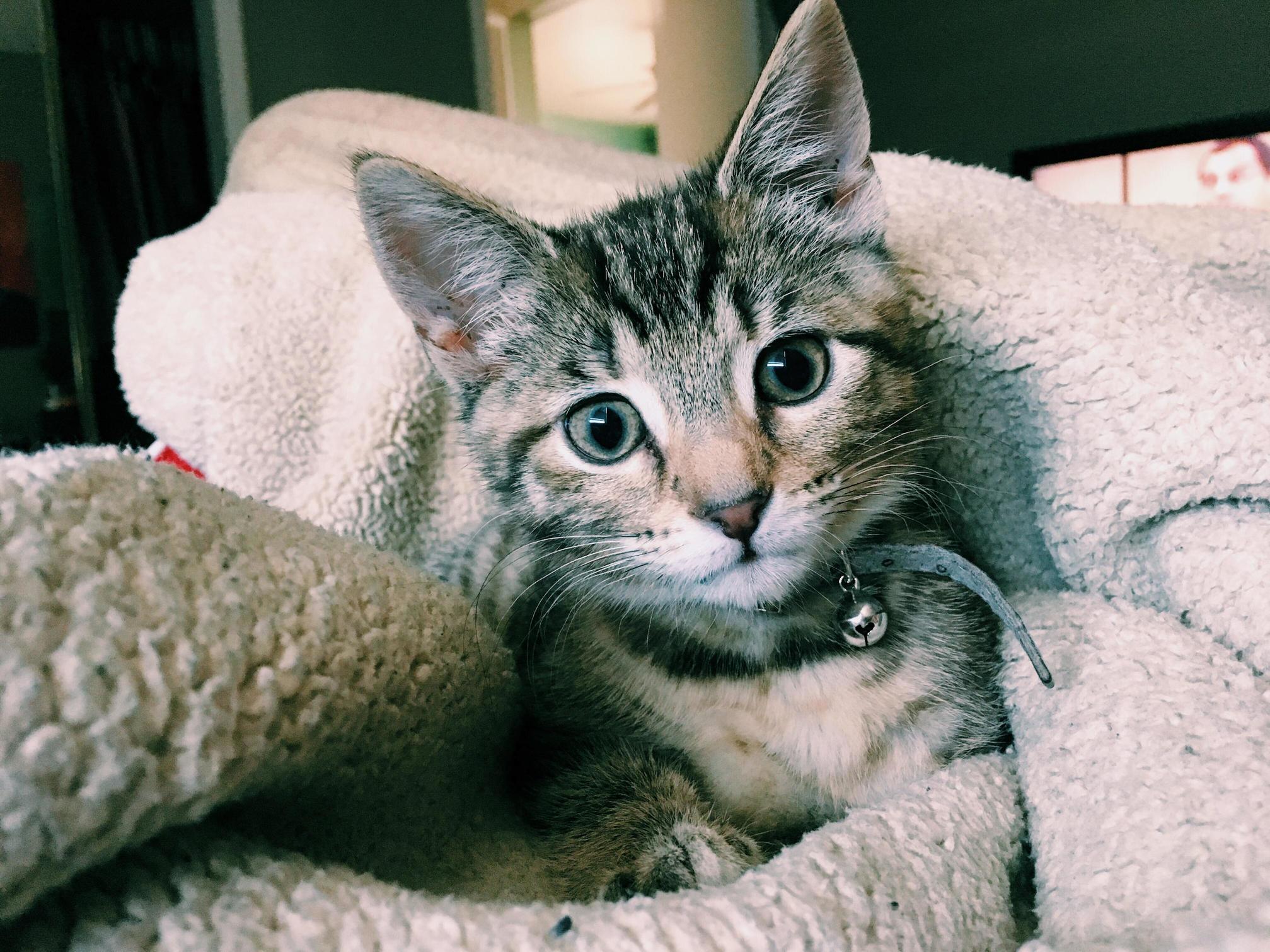 Lazy Sundays with Kit Are the Best