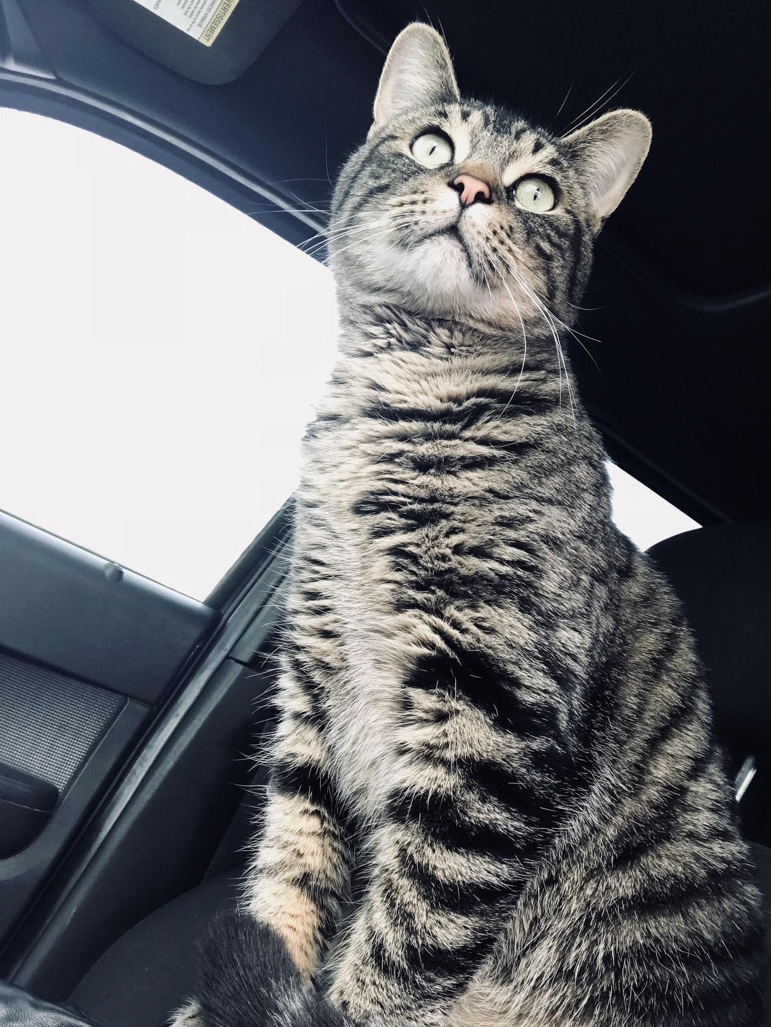 Le Sirus. My Ride or Die