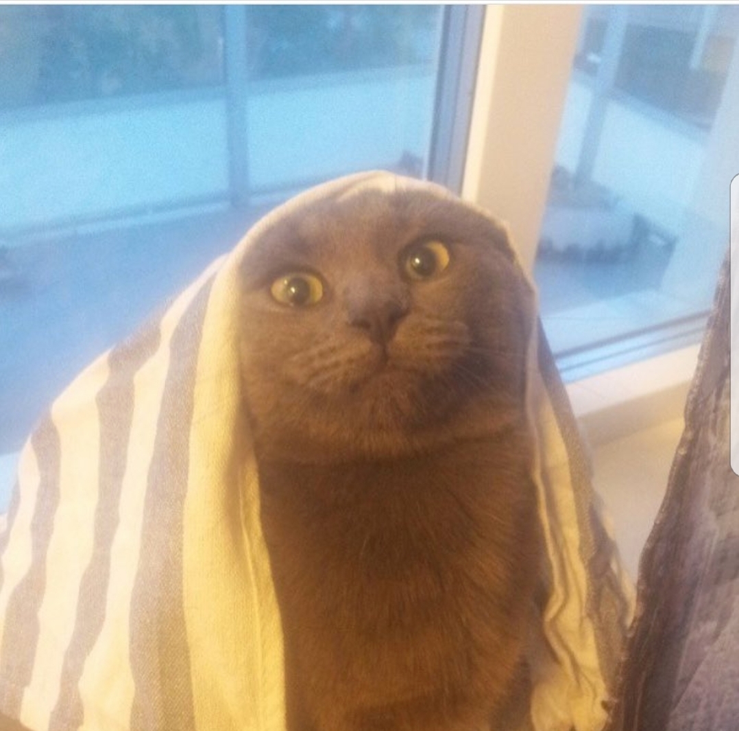 Let Me Read Your Future. I See Catfood... Lots of Catfood. and the Dog Will Go Missing.