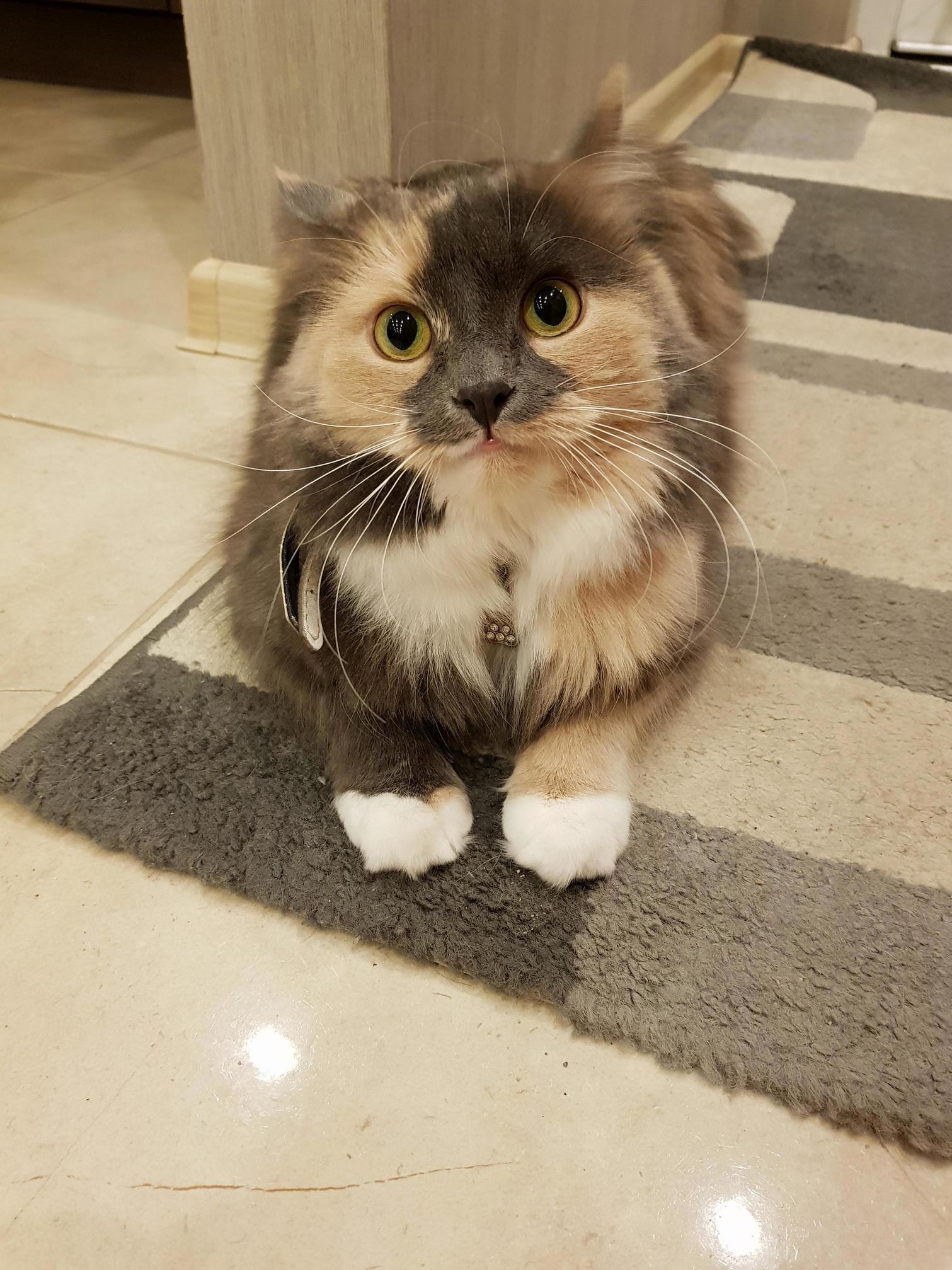 Lets Play!  This Is Pose That Means Give Me My Toy or Im Going After Your Hand
