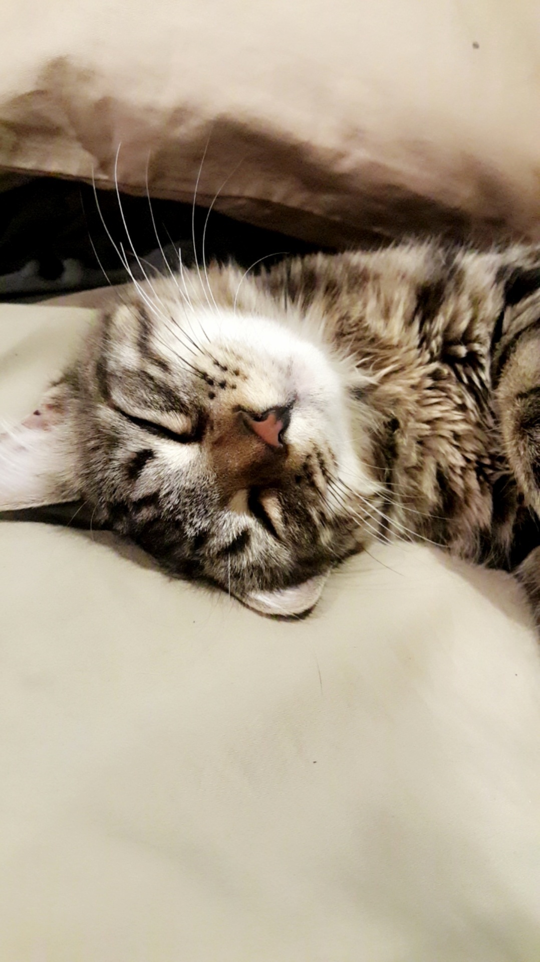 Like Most of Us, She Didnt Want to Get Up This Morning. Say Hi to Chloe!