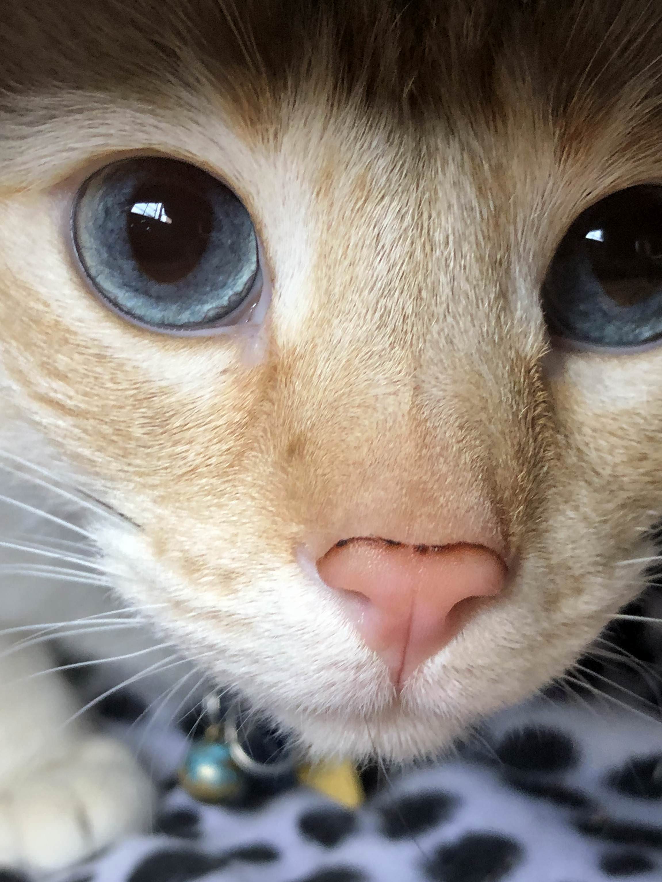 Little Boy Blue Eyes